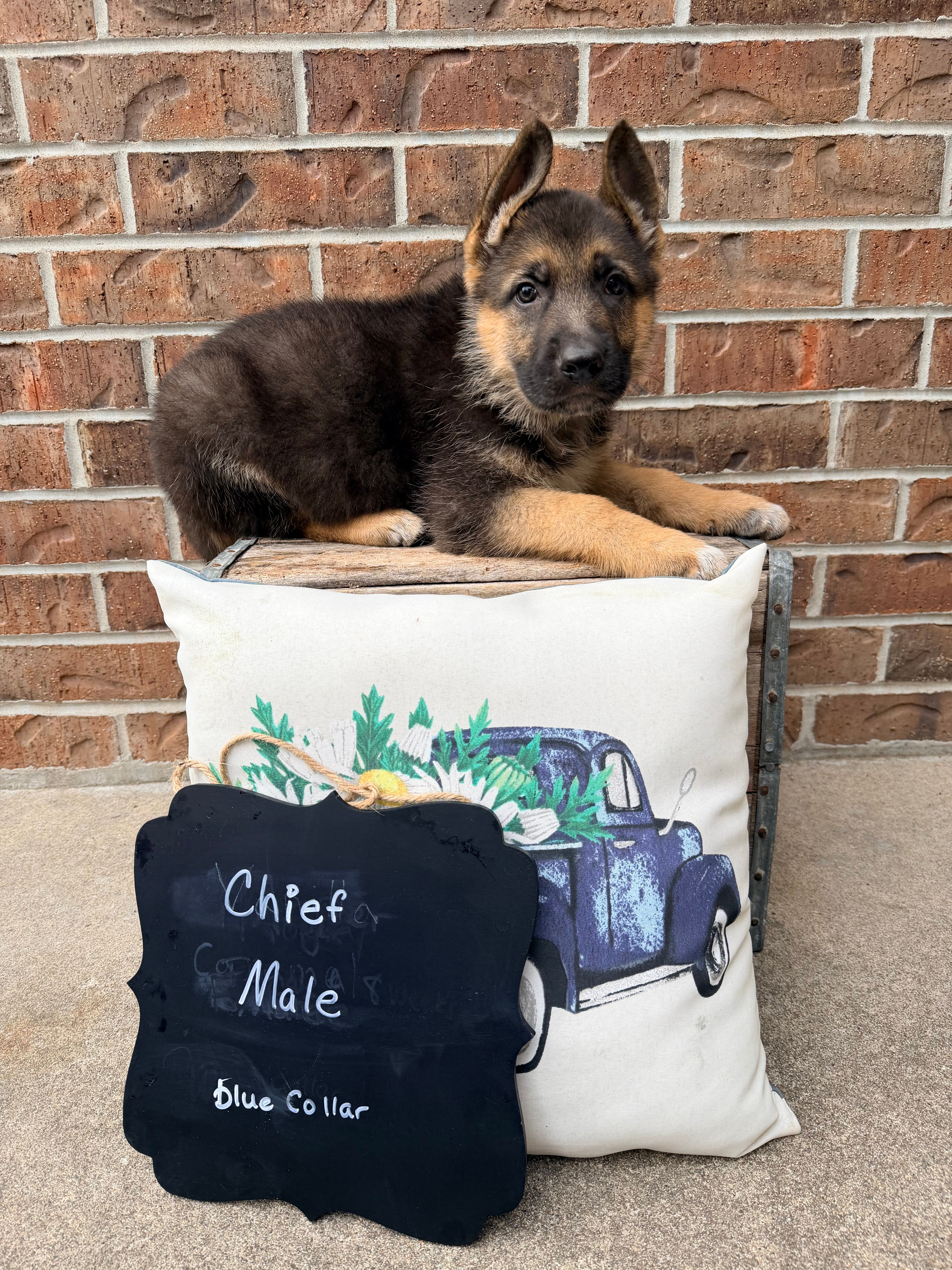 Chief  – German Shepherd Dog puppy for sale in Maysville, MO