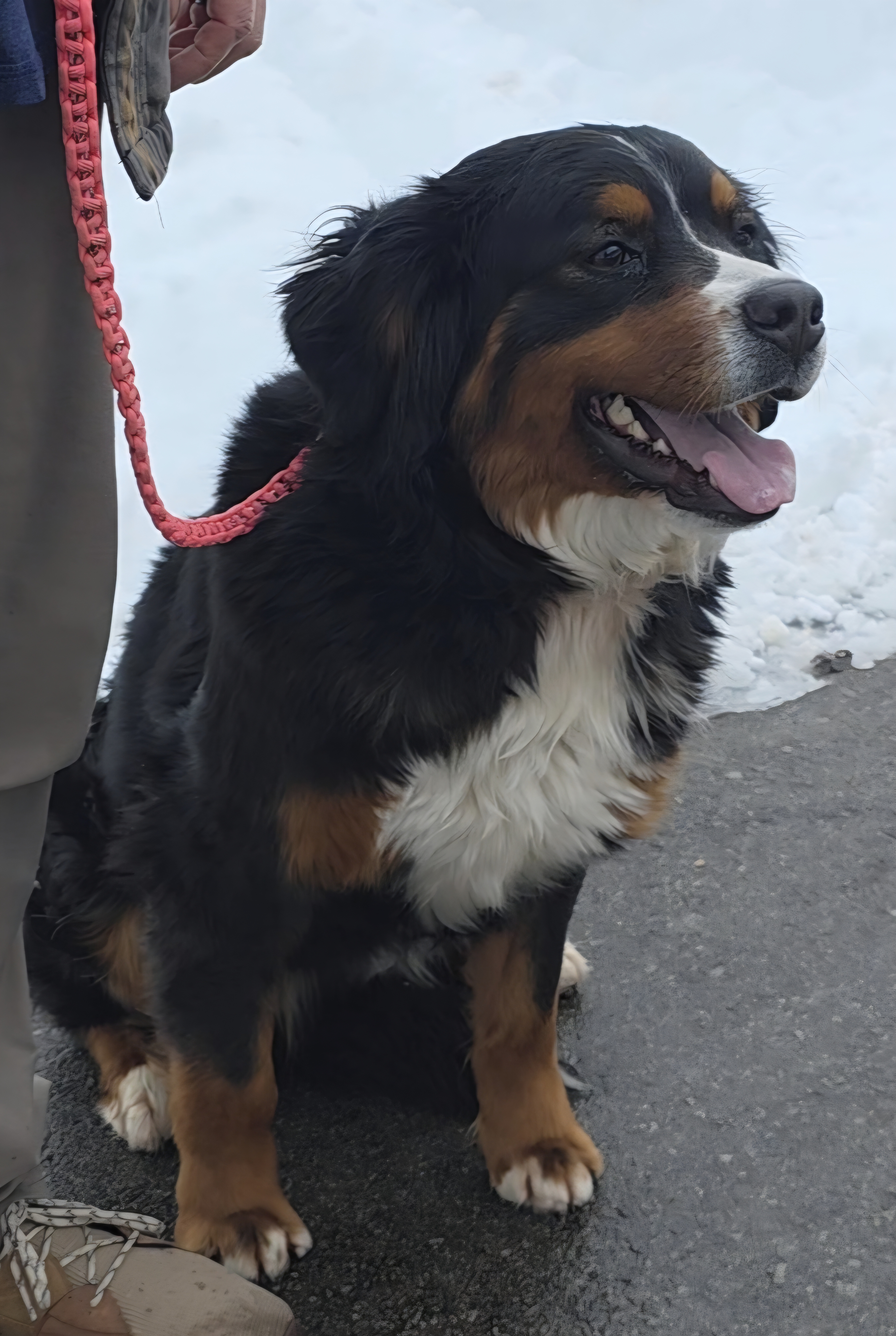 Grace – Bernese Mountain Dog puppy for sale in Gillett, WI