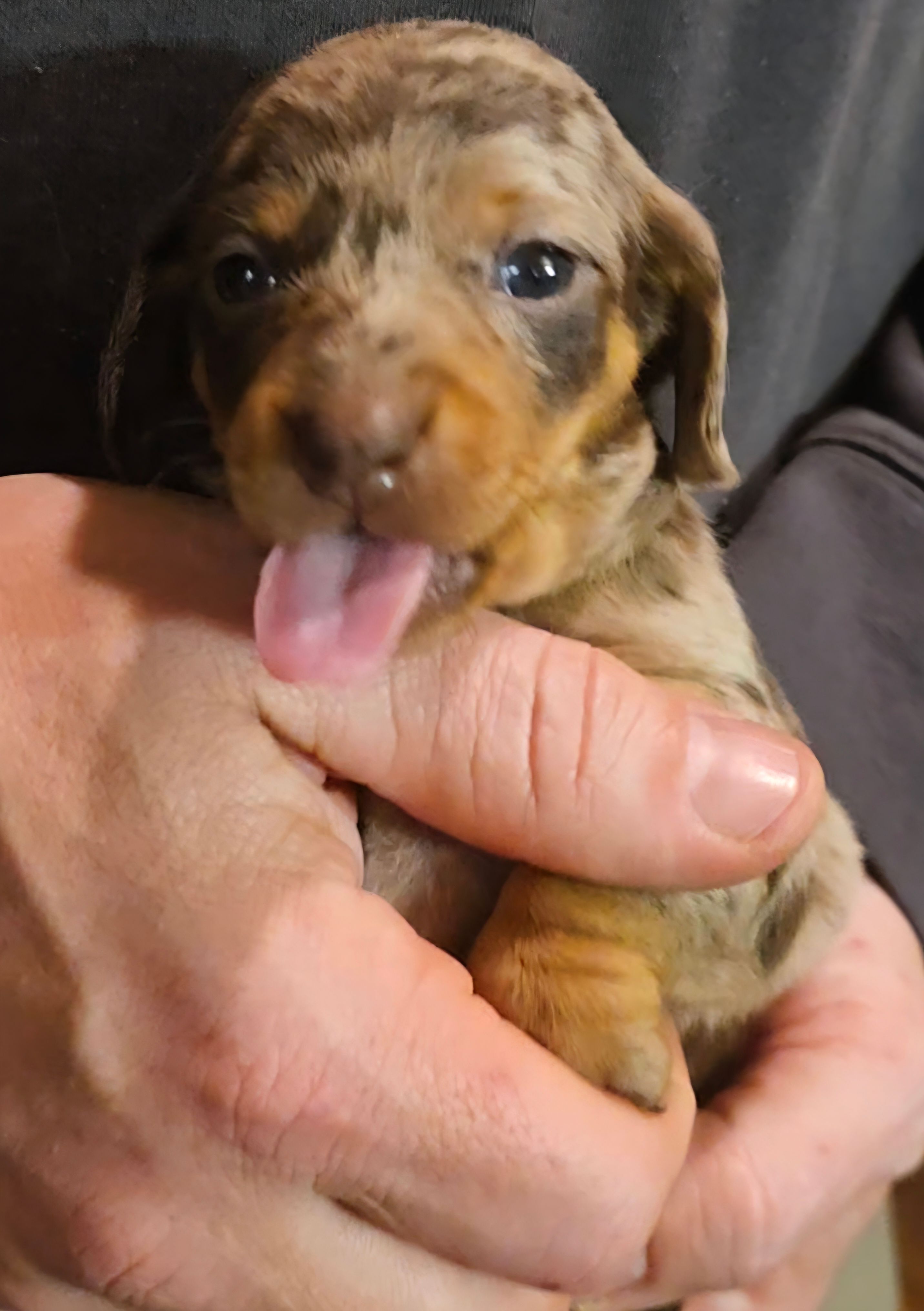 Rose – Miniature Dachshund puppy for sale in Gillett, WI
