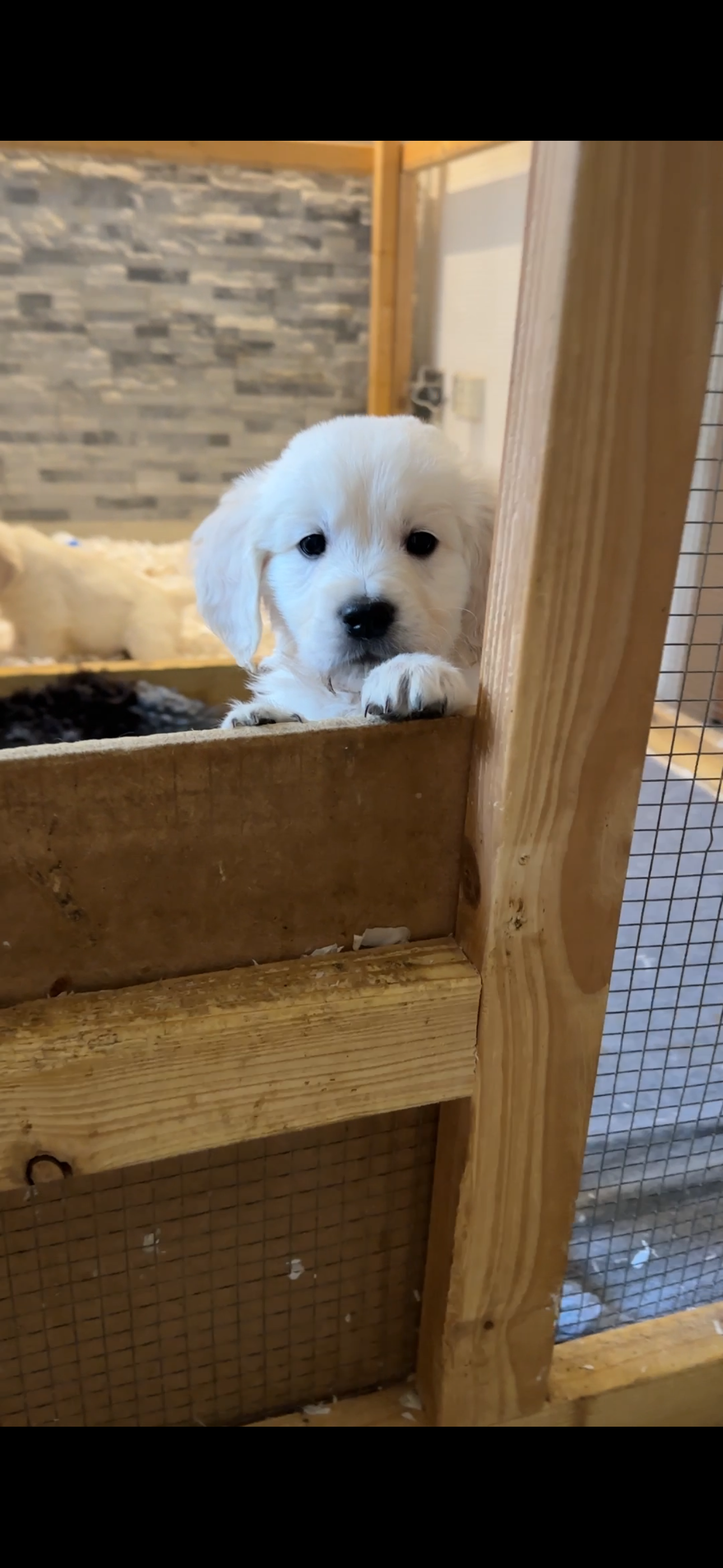 Ruby – Golden Retriever puppy for sale in San Antonio, TX