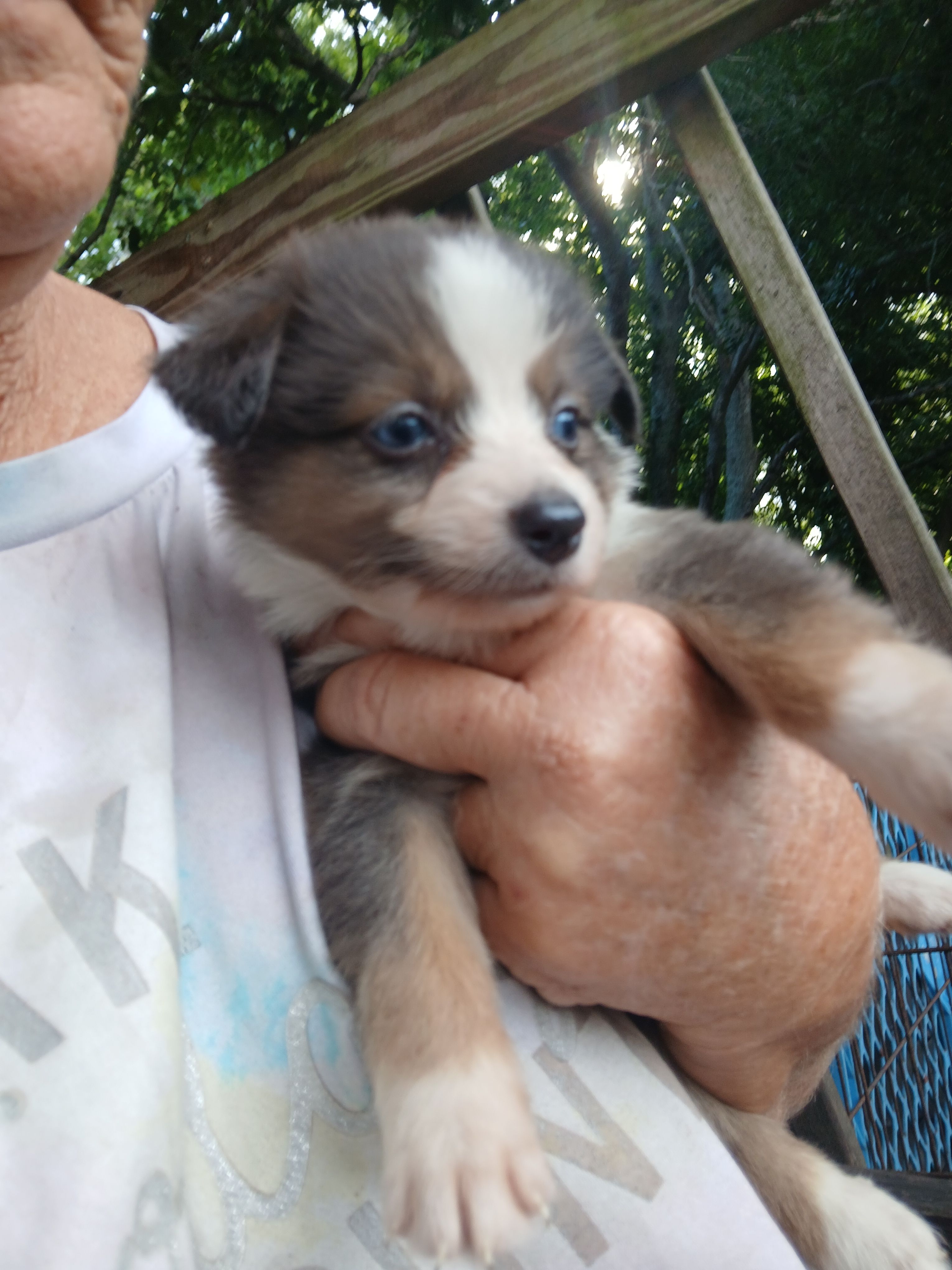Unique – Border Collie, Toy Australian Shepherd puppy for sale in Florida, FL