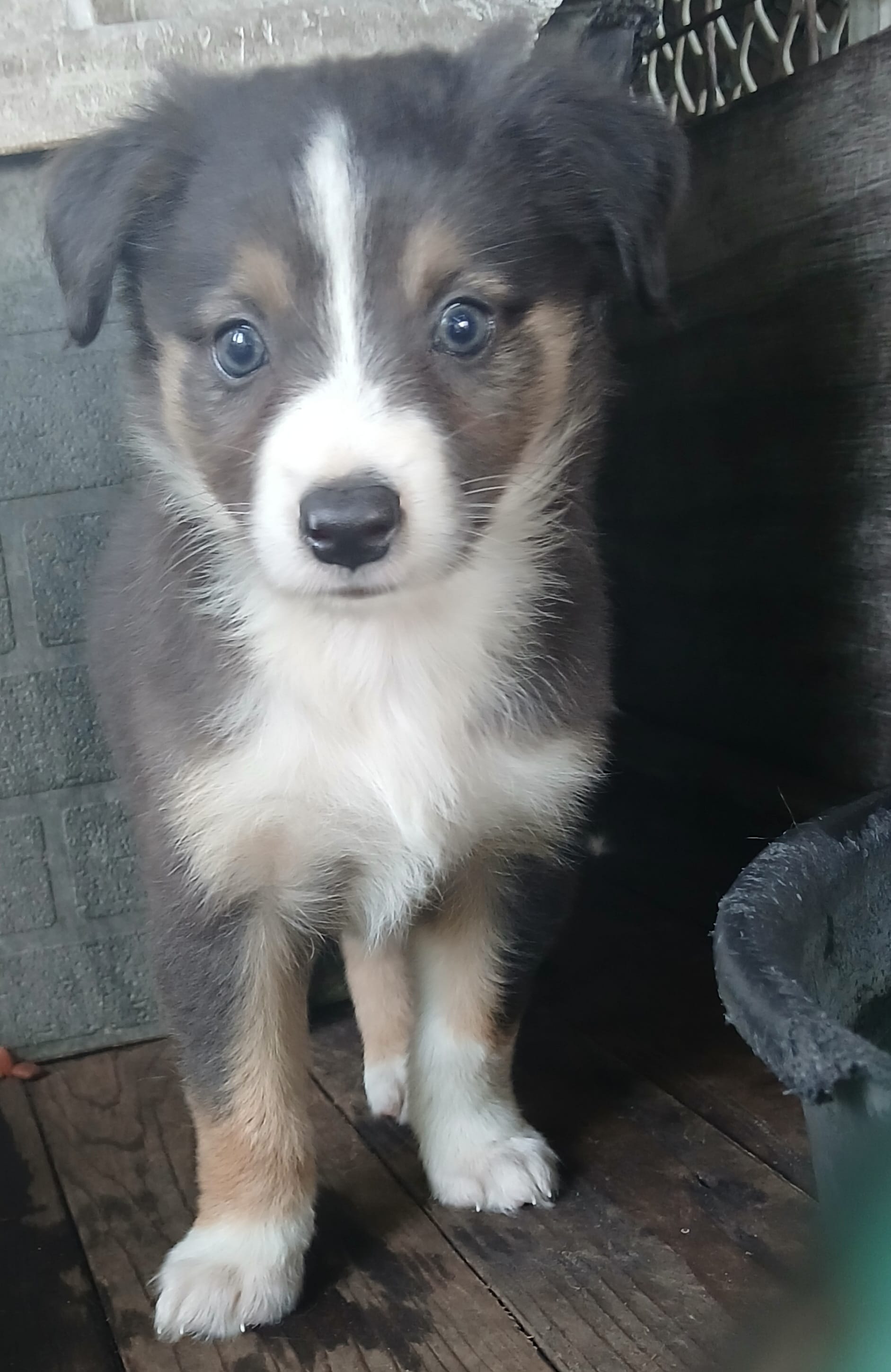 Black bi dilute  – Border Collie, Toy Australian Shepherd puppy for sale in Florida, FL