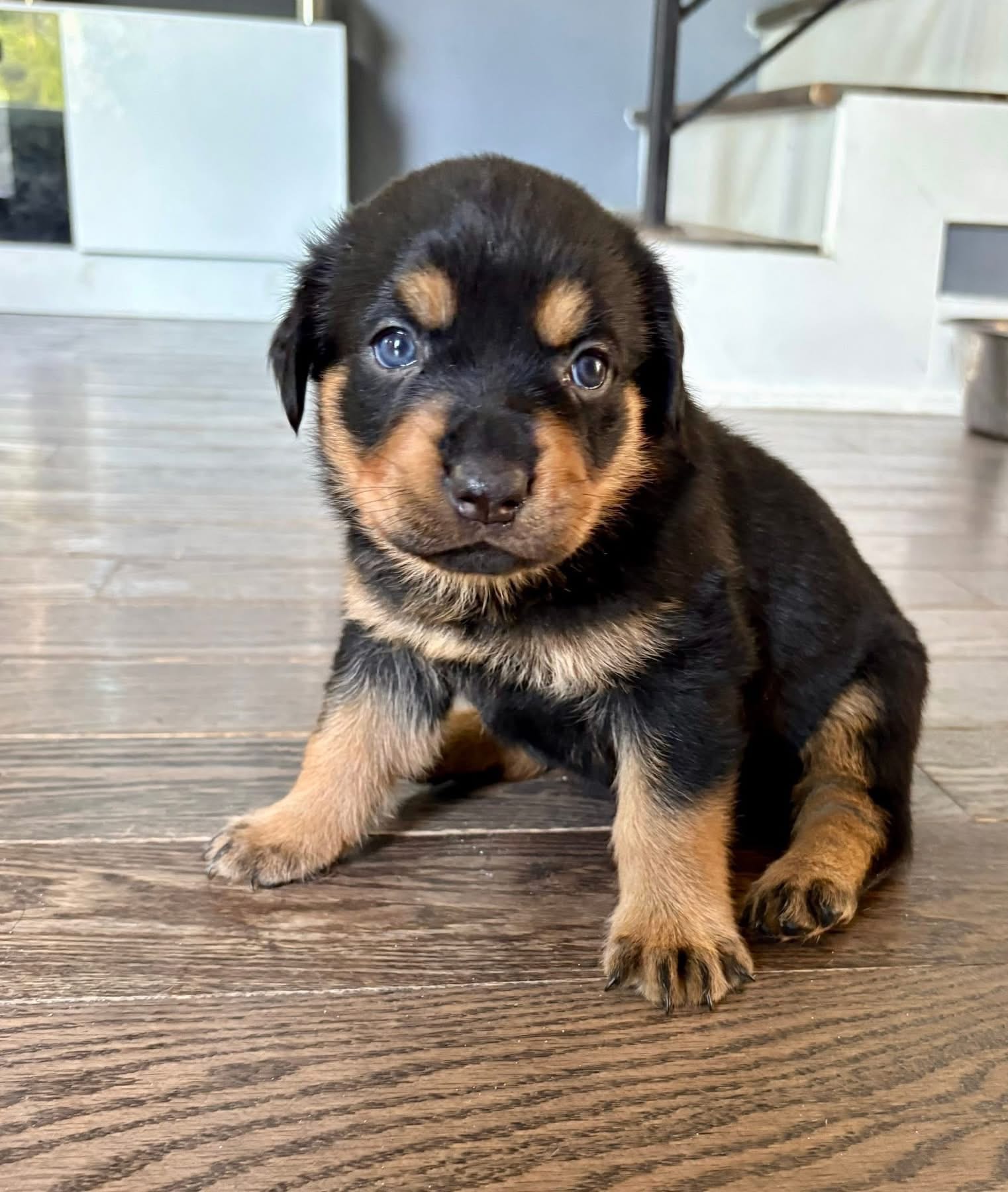 Dior – Rottweiler puppy for sale in Hanover, PA