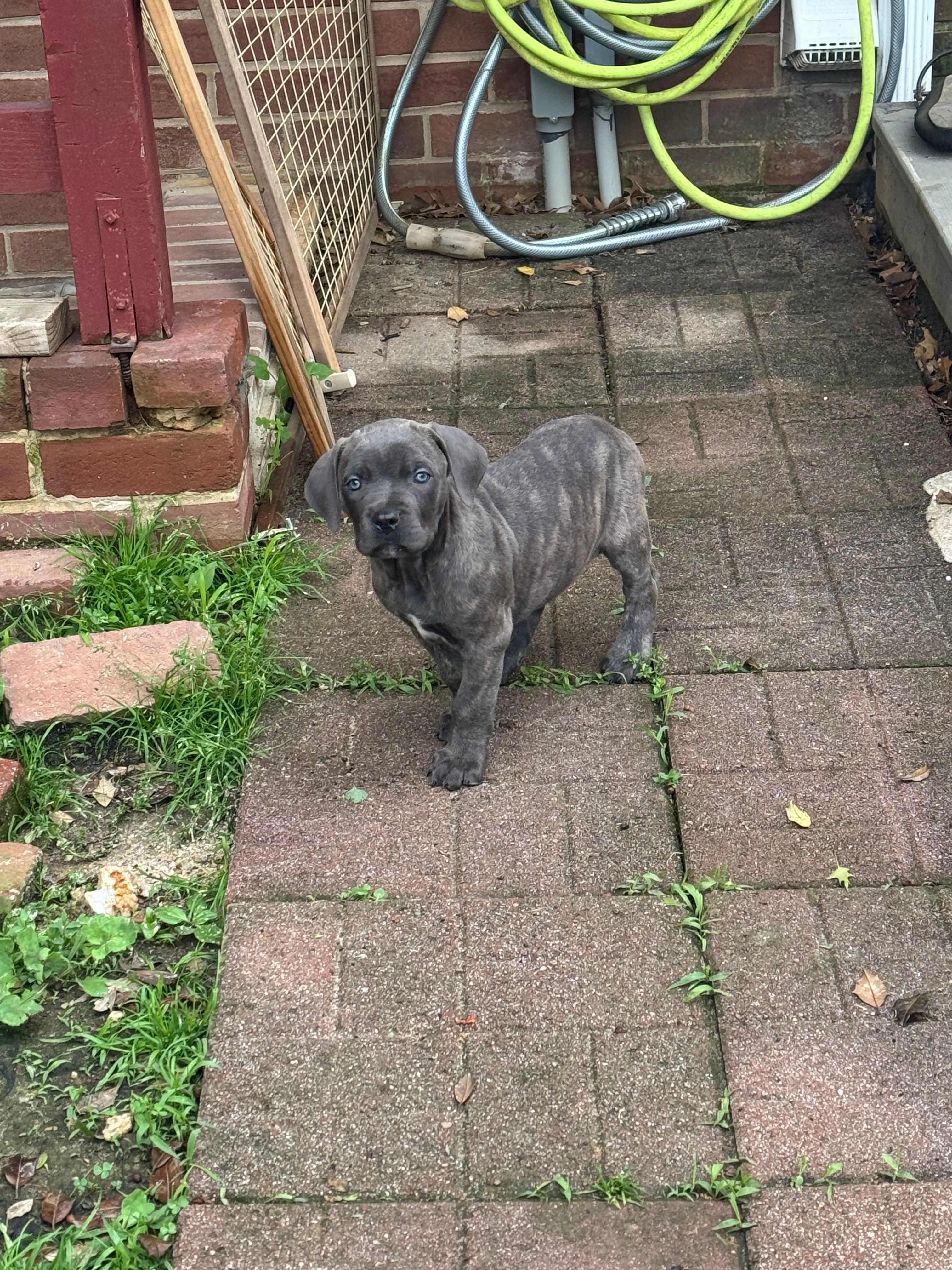 Prima – Cane Corso puppy for sale in Hanover, PA