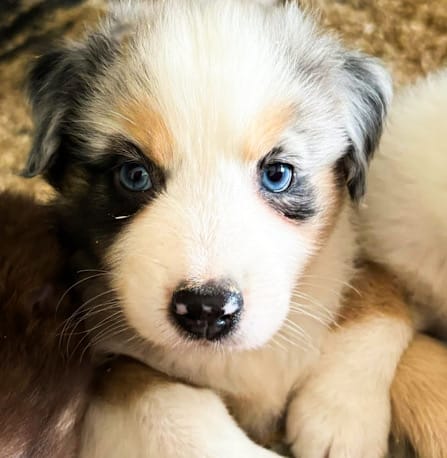 Echo – Australian Shepherd puppy for sale in Florida, FL
