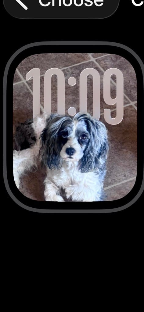 Lilly – Cavapoo puppy for sale in Aiken, SC