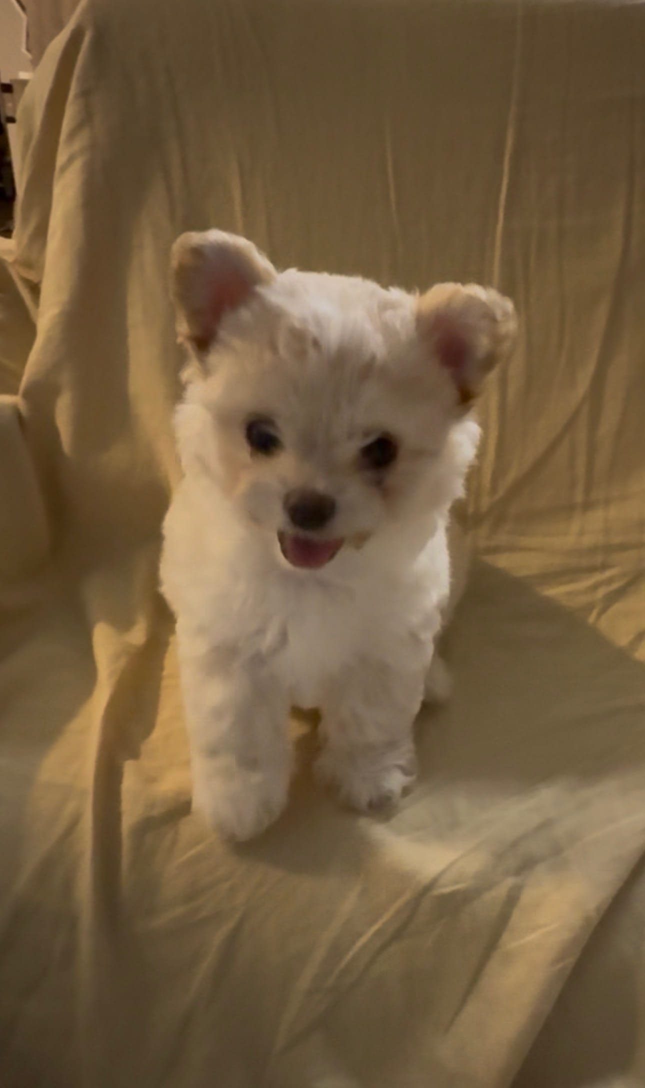 Rosie – Chihuahua puppy for sale in Houston, TX