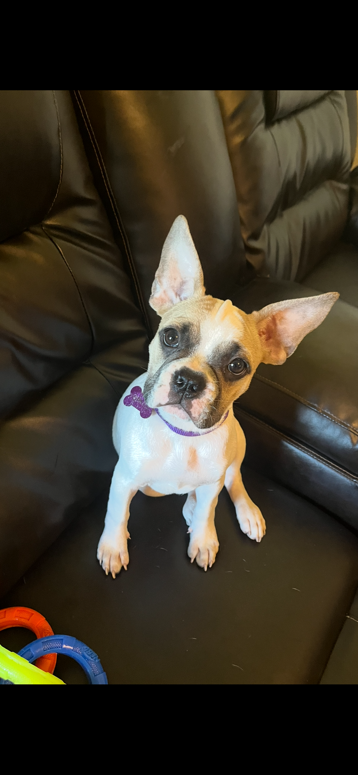 Chanel – French Bulldog, Pug puppy for sale in Rialto, CA