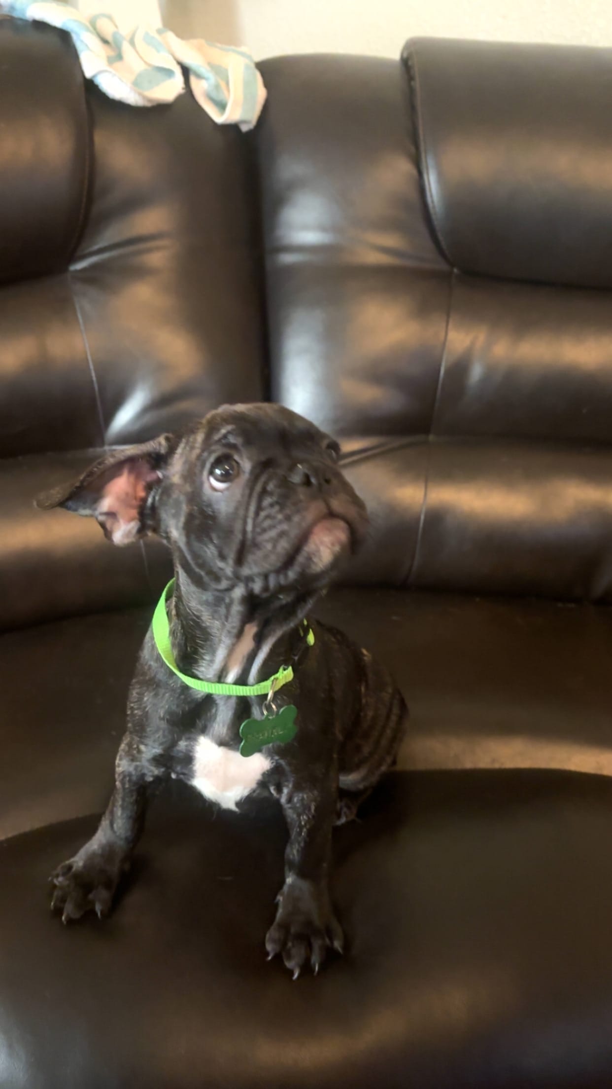 Franklin – French Bulldog, Pug puppy for sale in Rialto, CA