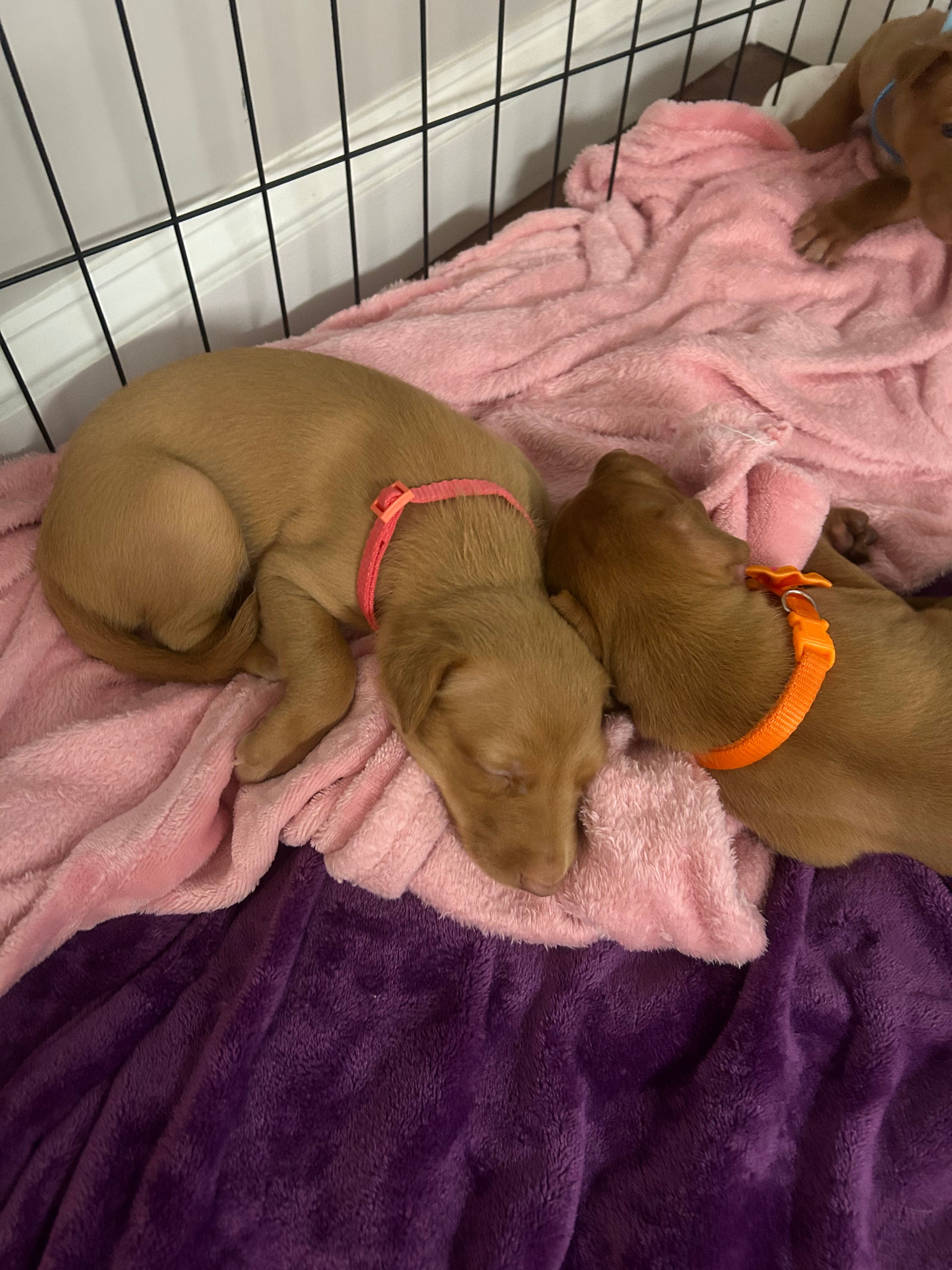 Pink Girl – Pharaoh Hound puppy for sale in Kingsland, GA