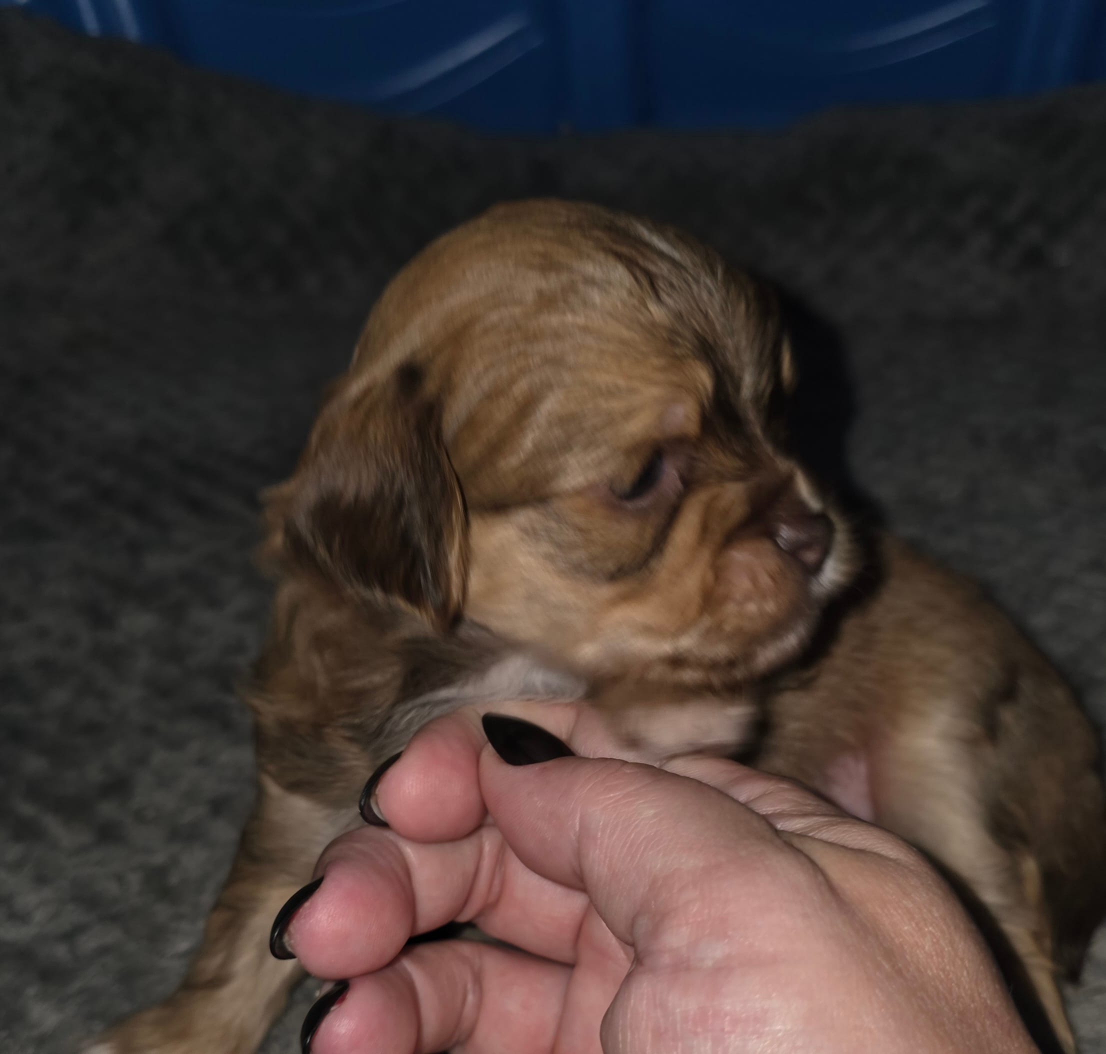 Doug – Yorkshire Terrier, Shichon puppy for sale in Lumber Bridge, NC
