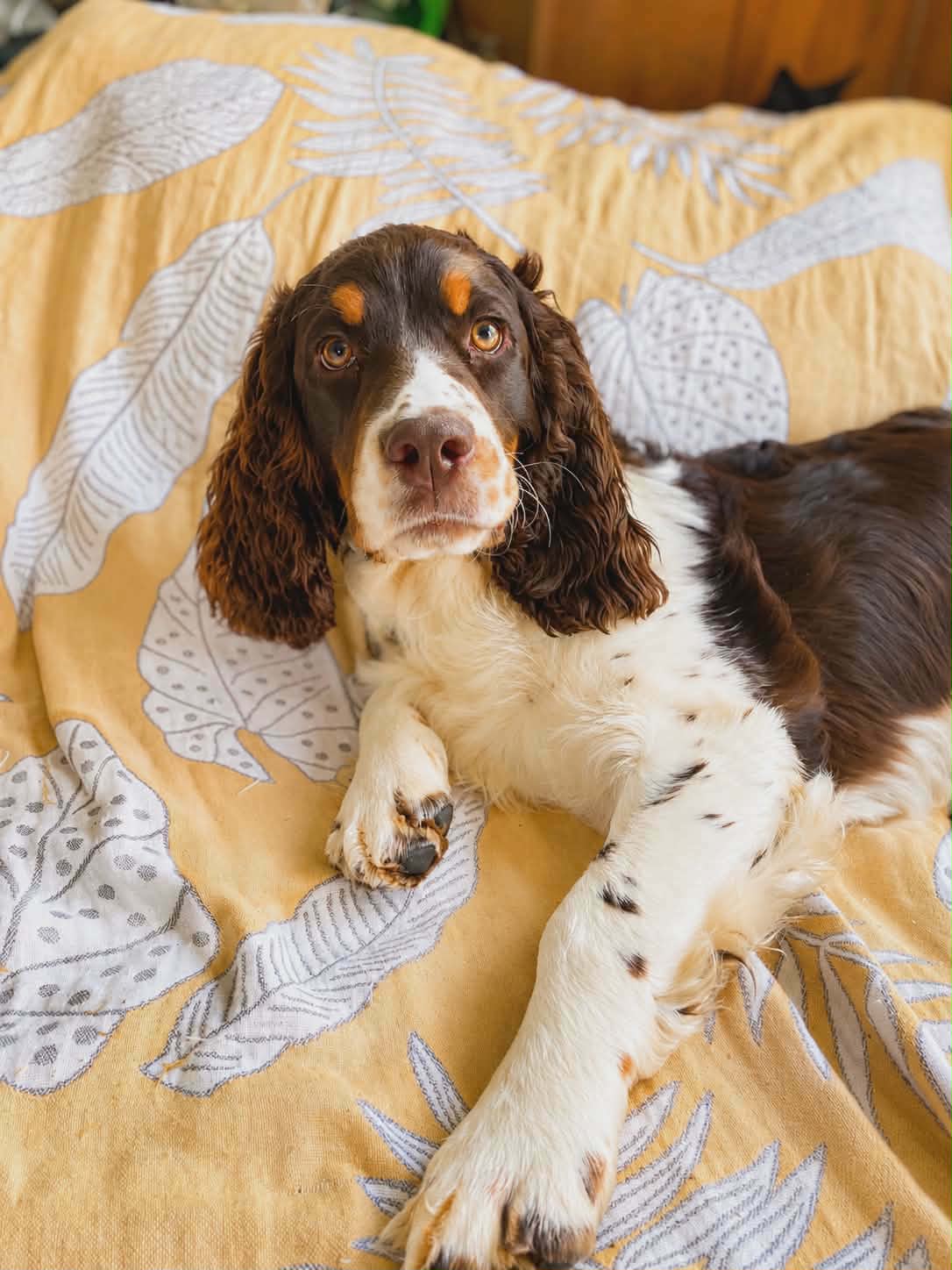 Coach – English Springer Spaniel puppy for sale in Augusta, ME