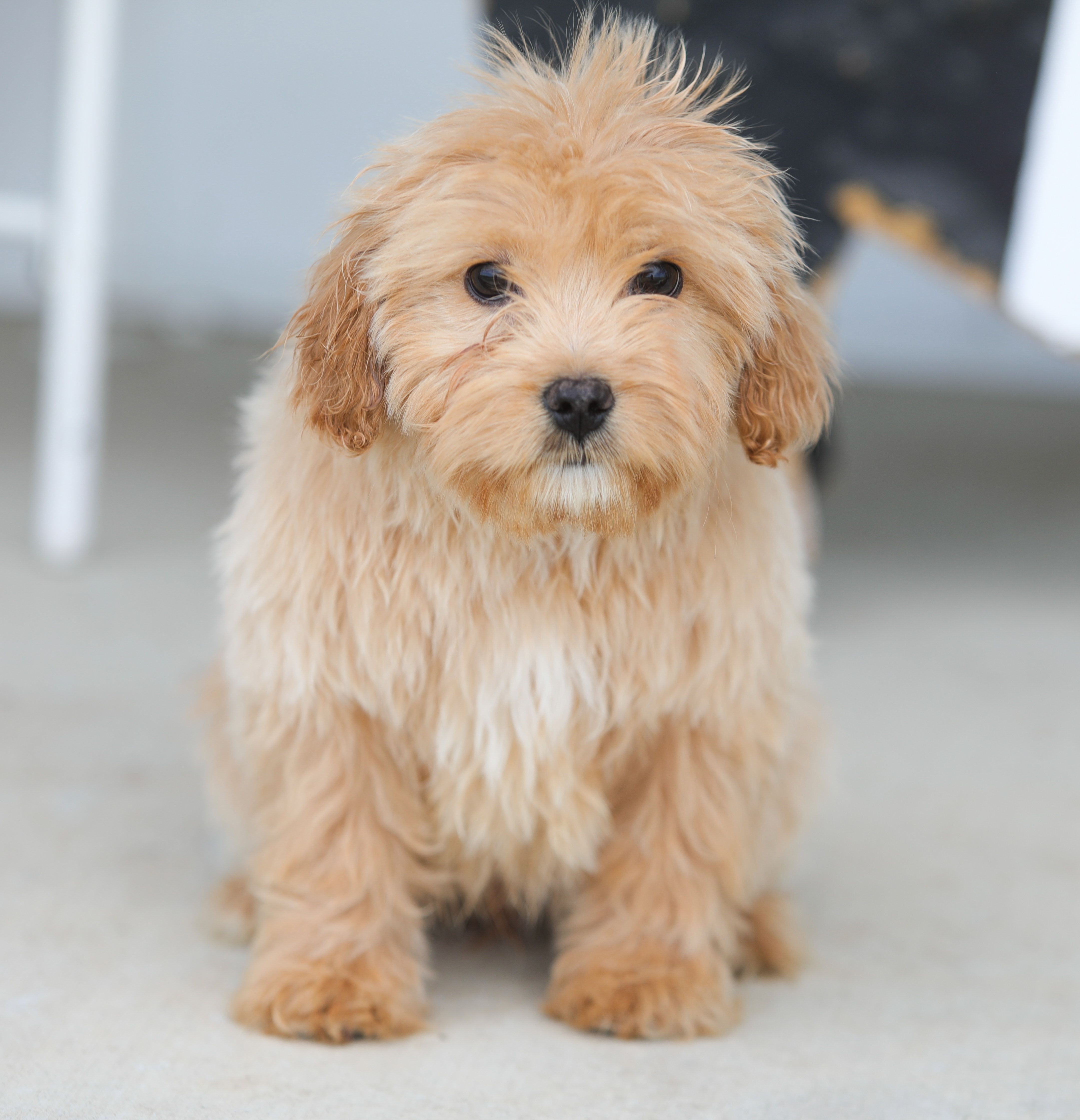 Pie – Cavapoo puppy for sale in Miami, OK