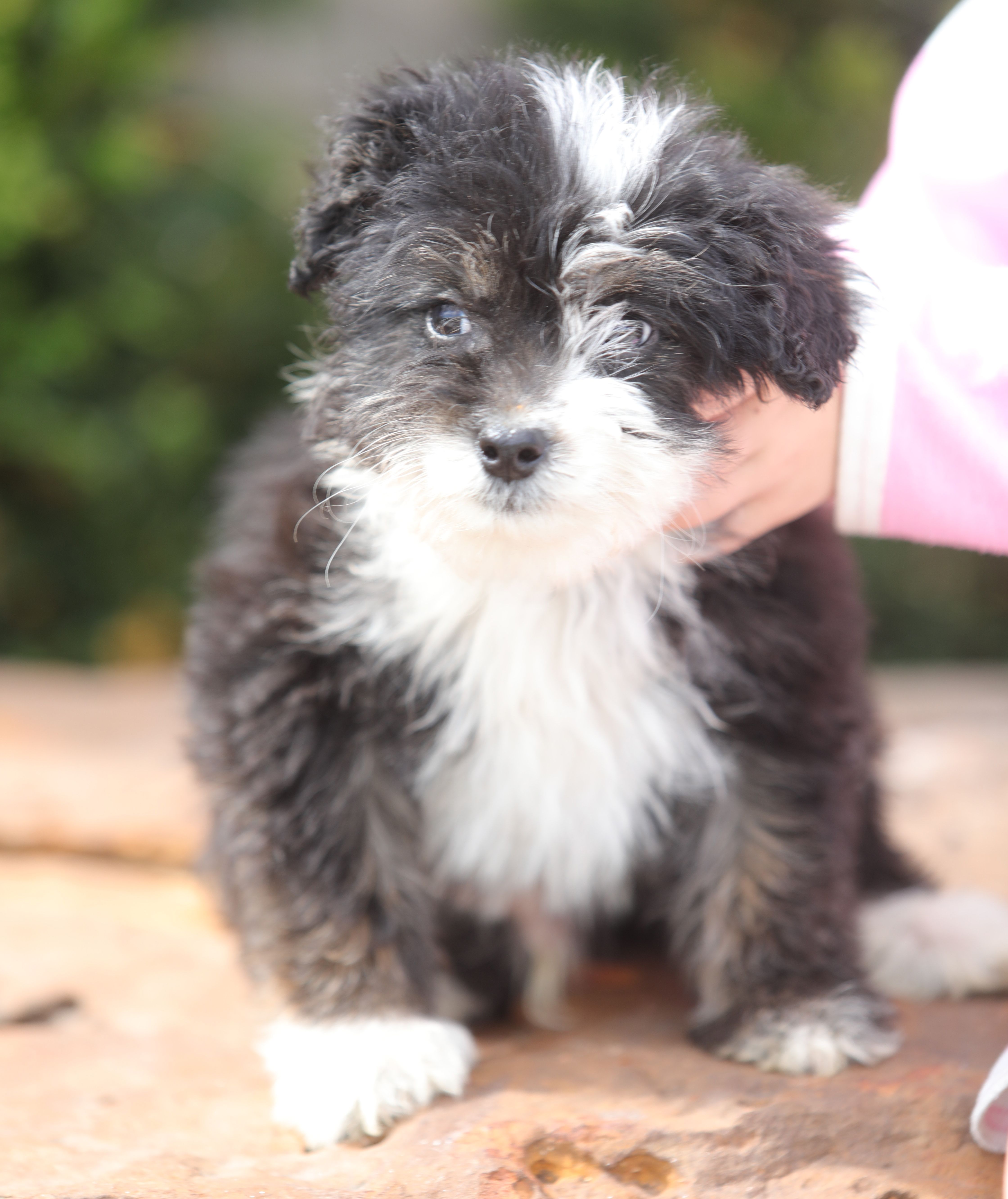 Mini Aussiedoodle Male – Miniature Aussiedoodle puppy for sale in Miami, OK