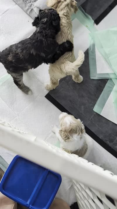 Kelly, a female Goldendoodle for sale in Conway, SC – 2 of 6