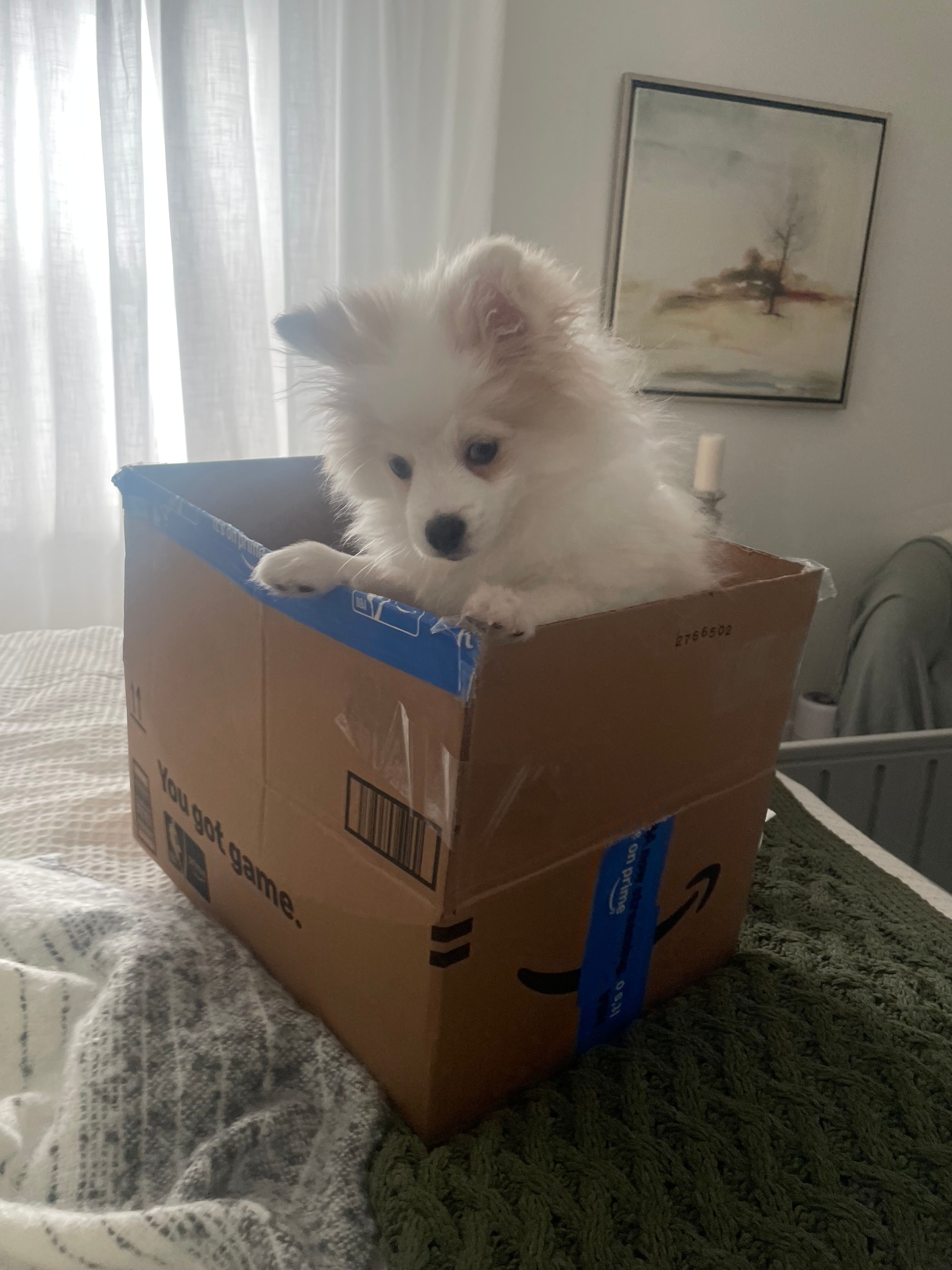Mo – Pomeranian puppy for sale in Decatur, TN