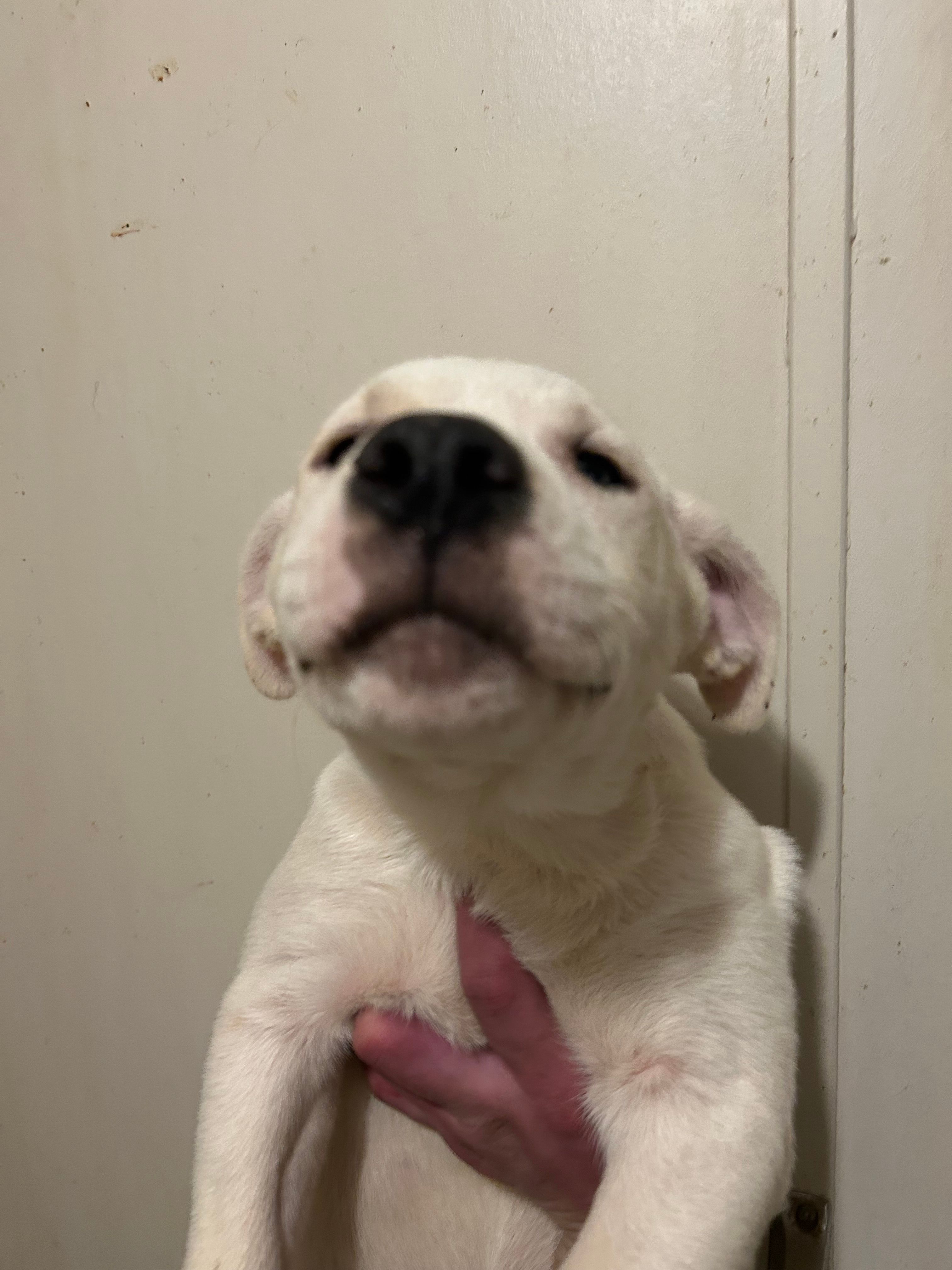 Babe – Dogo Argentino, American Pit Bull Terrier puppy for sale in Canton, MI