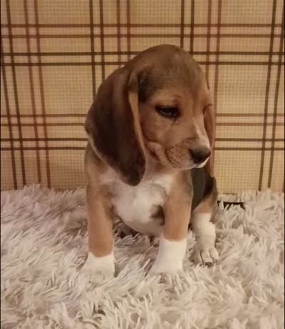 Billy, a male Beagle for sale in Modesto, CA – 2 of 8