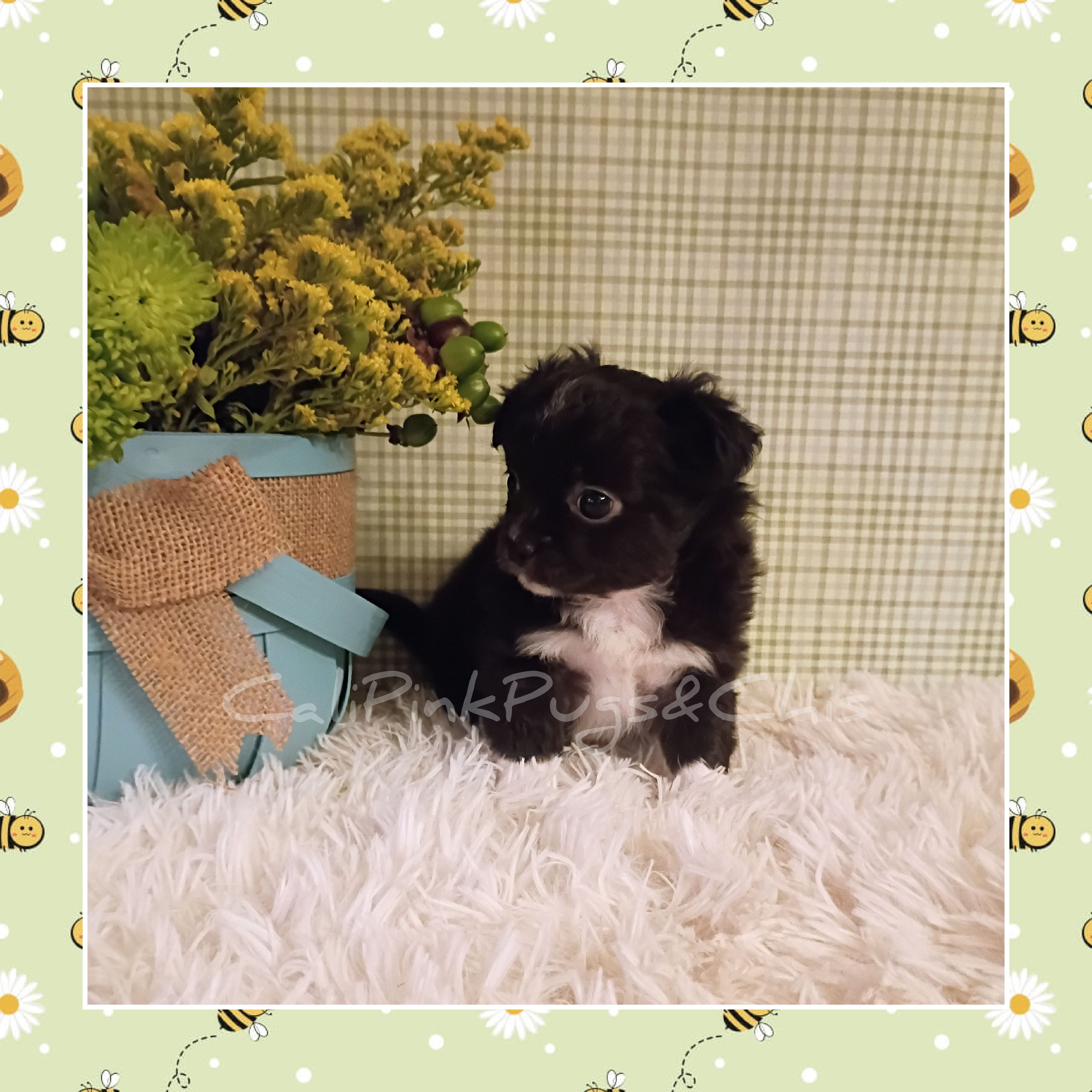 Humphrey – Chihuahua puppy for sale in Modesto, CA