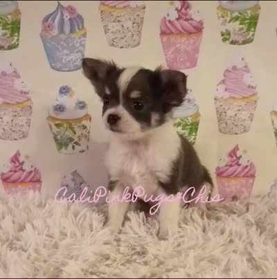 Bluey, a female Chihuahua for sale in Modesto, CA – 2 of 10