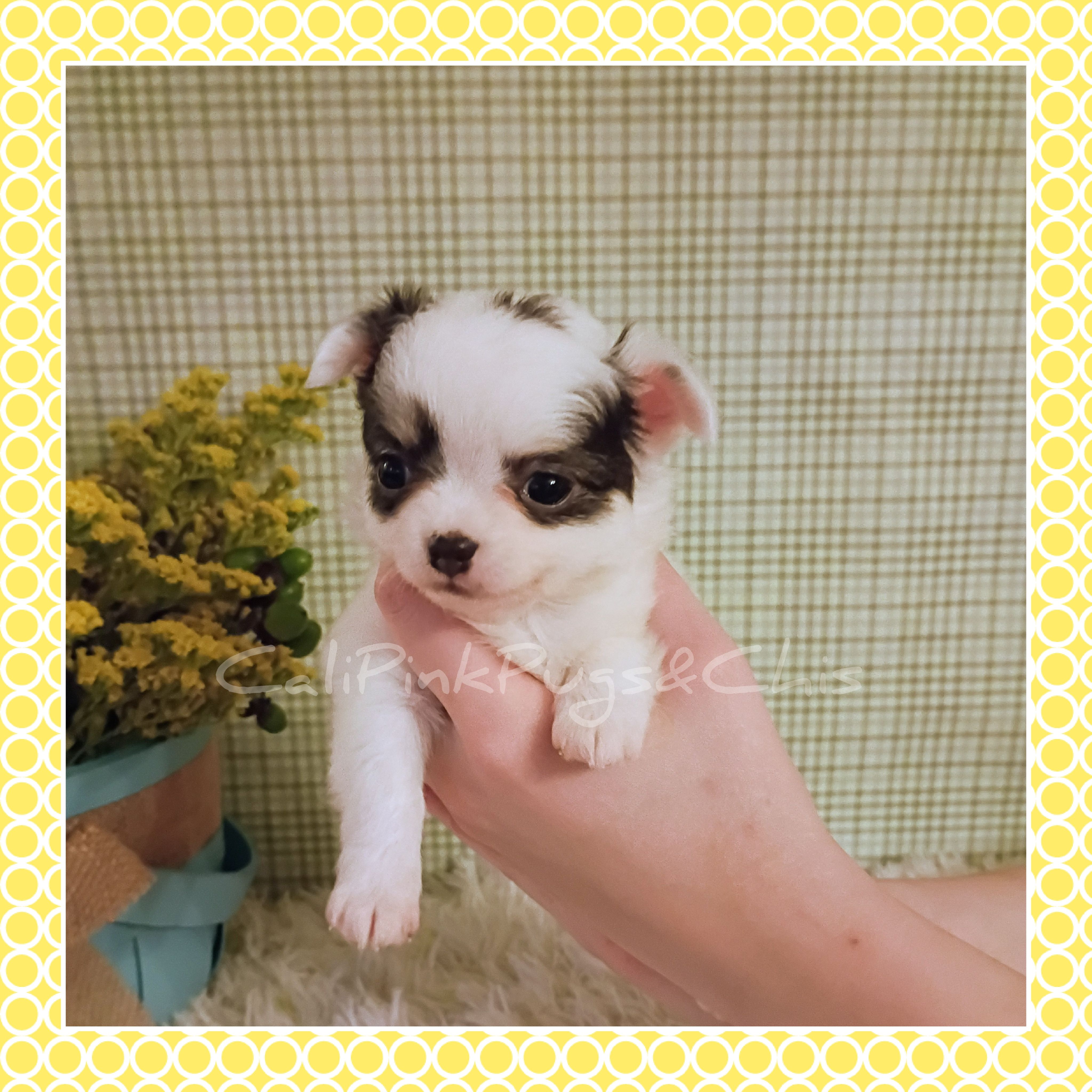 Poppy – Chihuahua puppy for sale in Modesto, CA