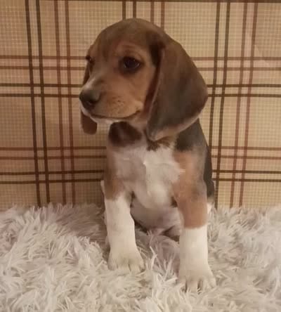 Benji, a male Beagle for sale in Modesto, CA – 4 of 9