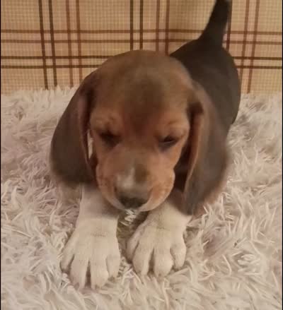 Benji, a male Beagle for sale in Modesto, CA – 2 of 9