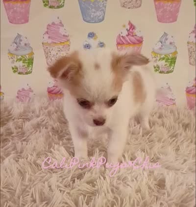 Benson, a male Chihuahua for sale in Modesto, CA – 2 of 9