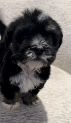 Cole – Maltipoo puppy for sale in Irvine, CA