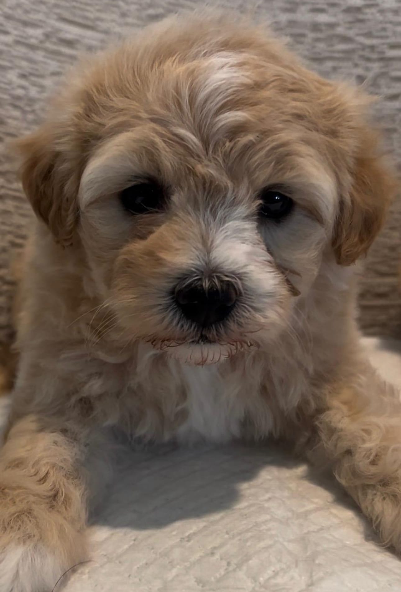 Mona – Maltipoo puppy for sale in Irvine, CA
