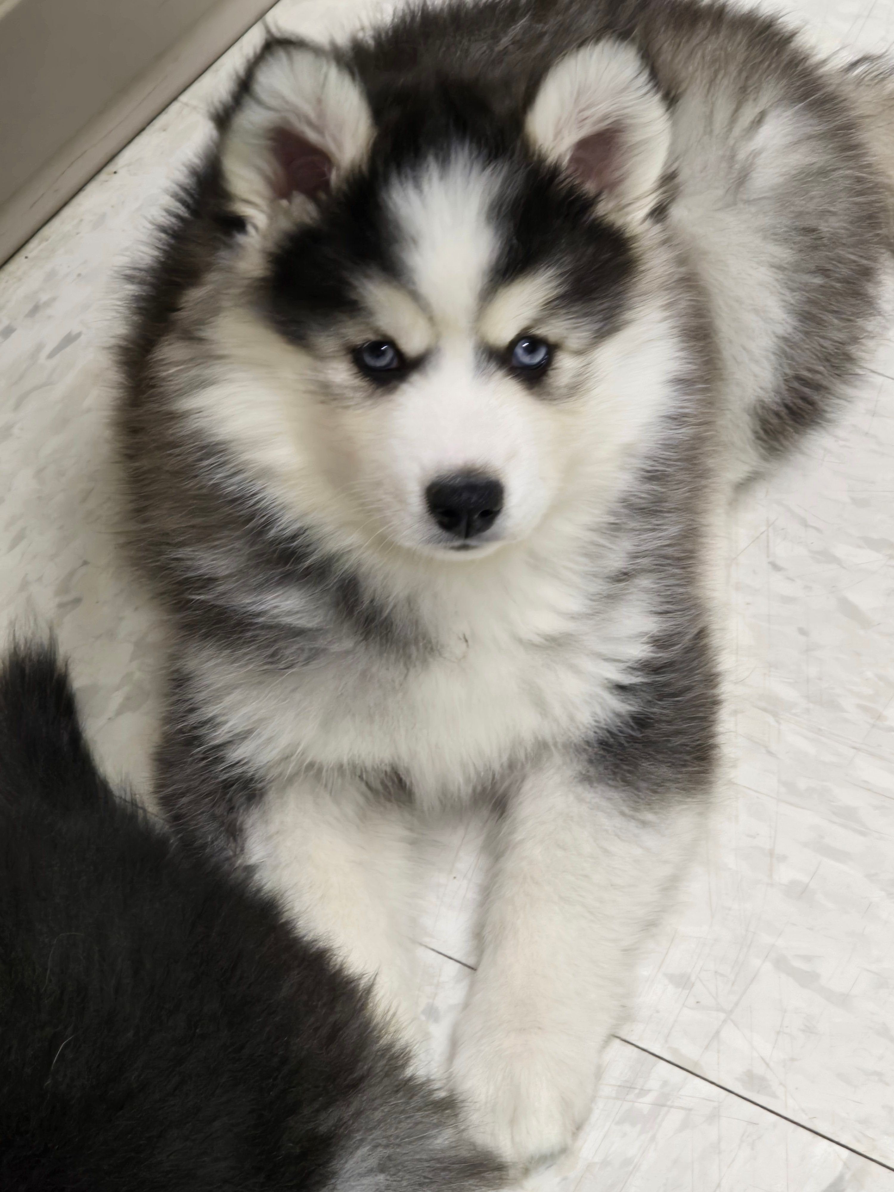 Luna – Pomsky puppy for sale in Canton, OH