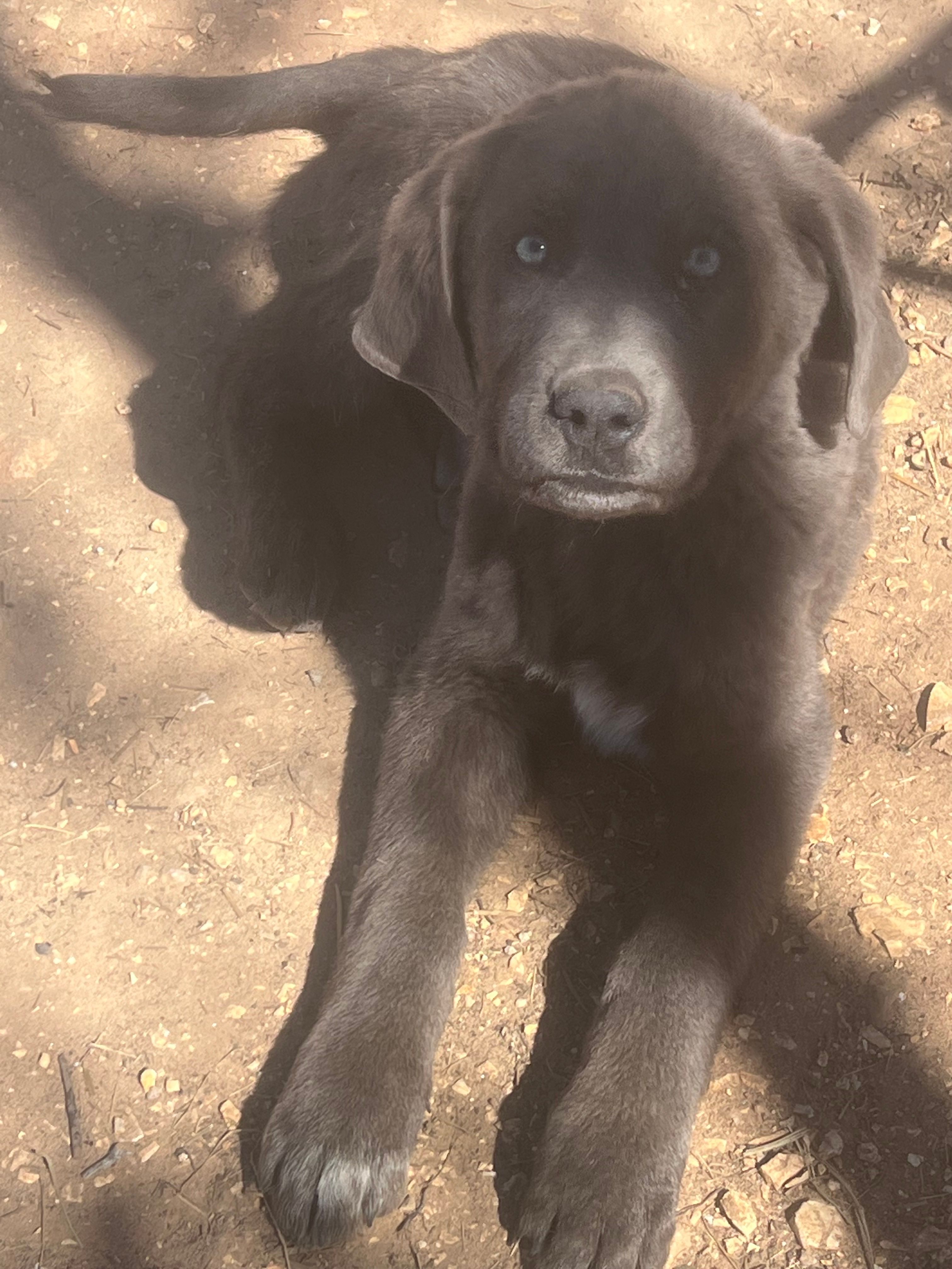 Bell – Labrador Retriever, Maremma Sheepdog puppy for sale in Salem, MO