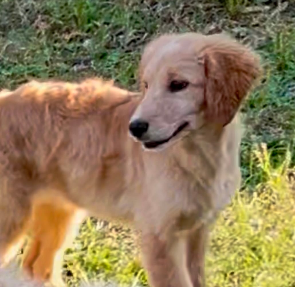 Grace – Goldendoodle puppy for sale in Warner Robins, GA