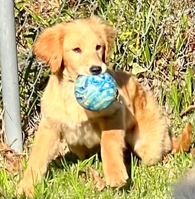 Nova – Goldendoodle puppy for sale in Warner Robins, GA