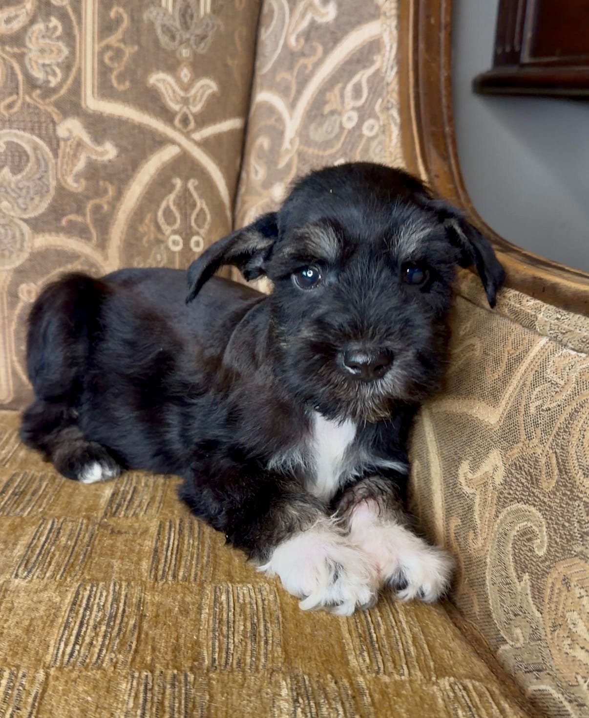 Black Tuxedo Boy 1 – Miniature Schnauzer puppy for sale in The Rock, GA