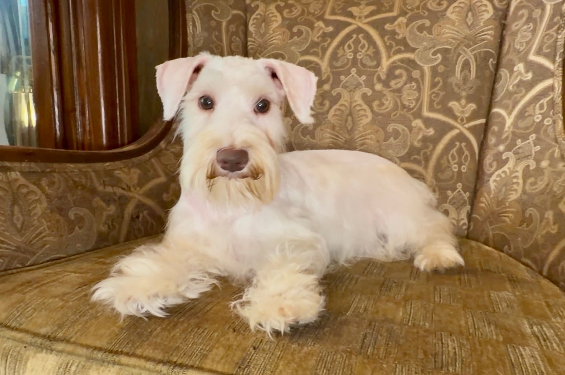 White Chocolate Girl – Miniature Schnauzer puppy for sale in The Rock, GA