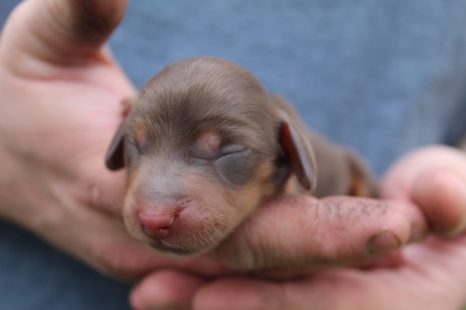 Dandelion  – Miniature Dachshund puppy for sale in Salem, IL