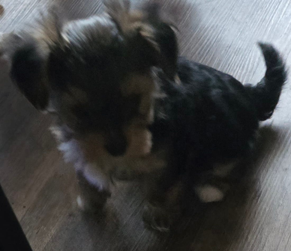 Butch – Yorkshire Terrier puppy for sale in Portland, MI