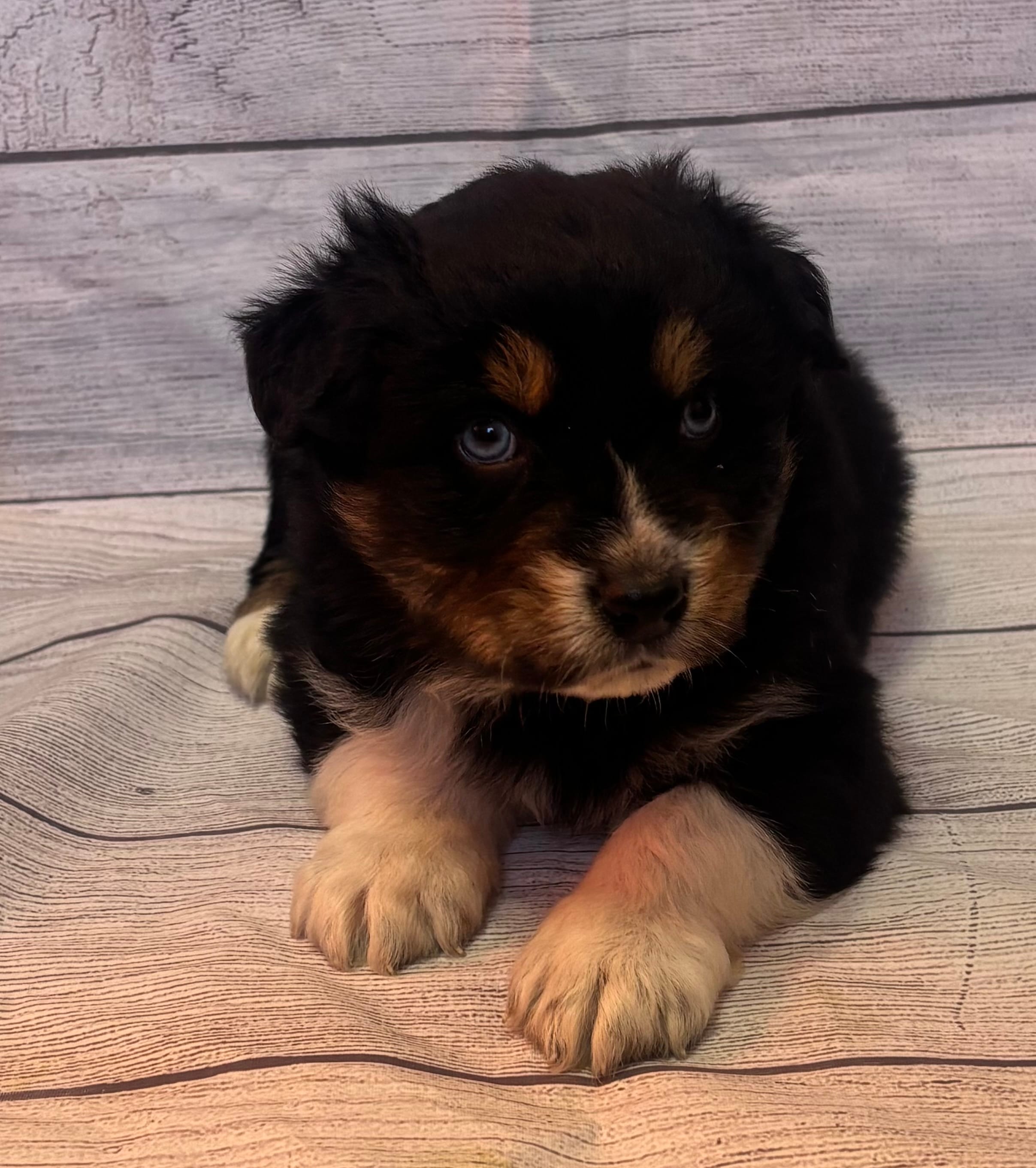 Sam – Australian Shepherd puppy for sale in Rustburg, VA