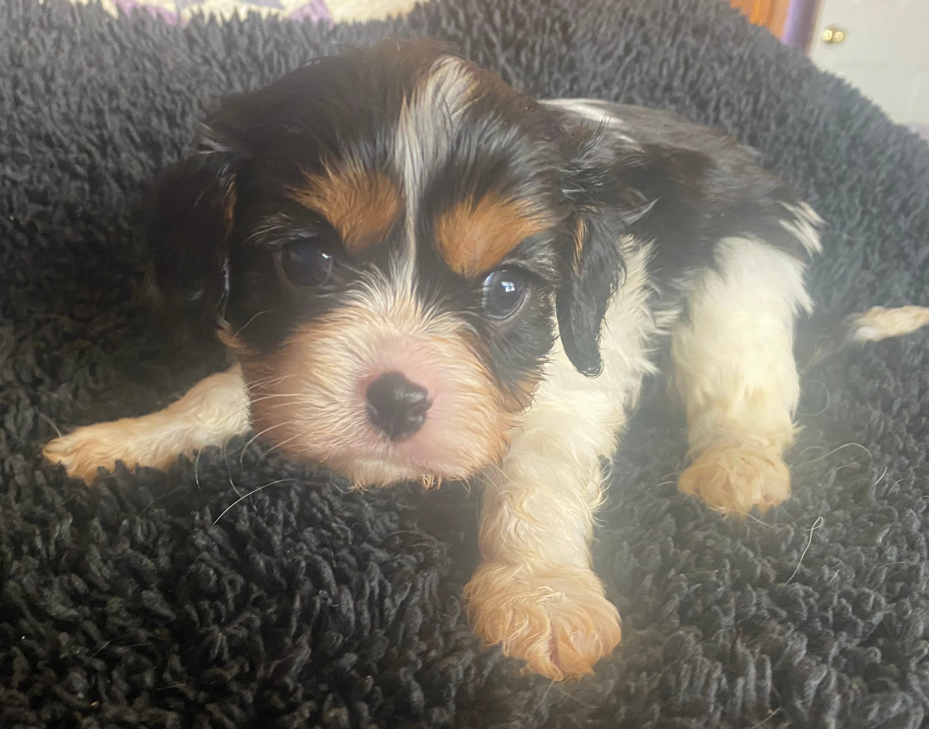 Lincoln AKC – Cavalier King Charles Spaniel puppy for sale in Nash, OK