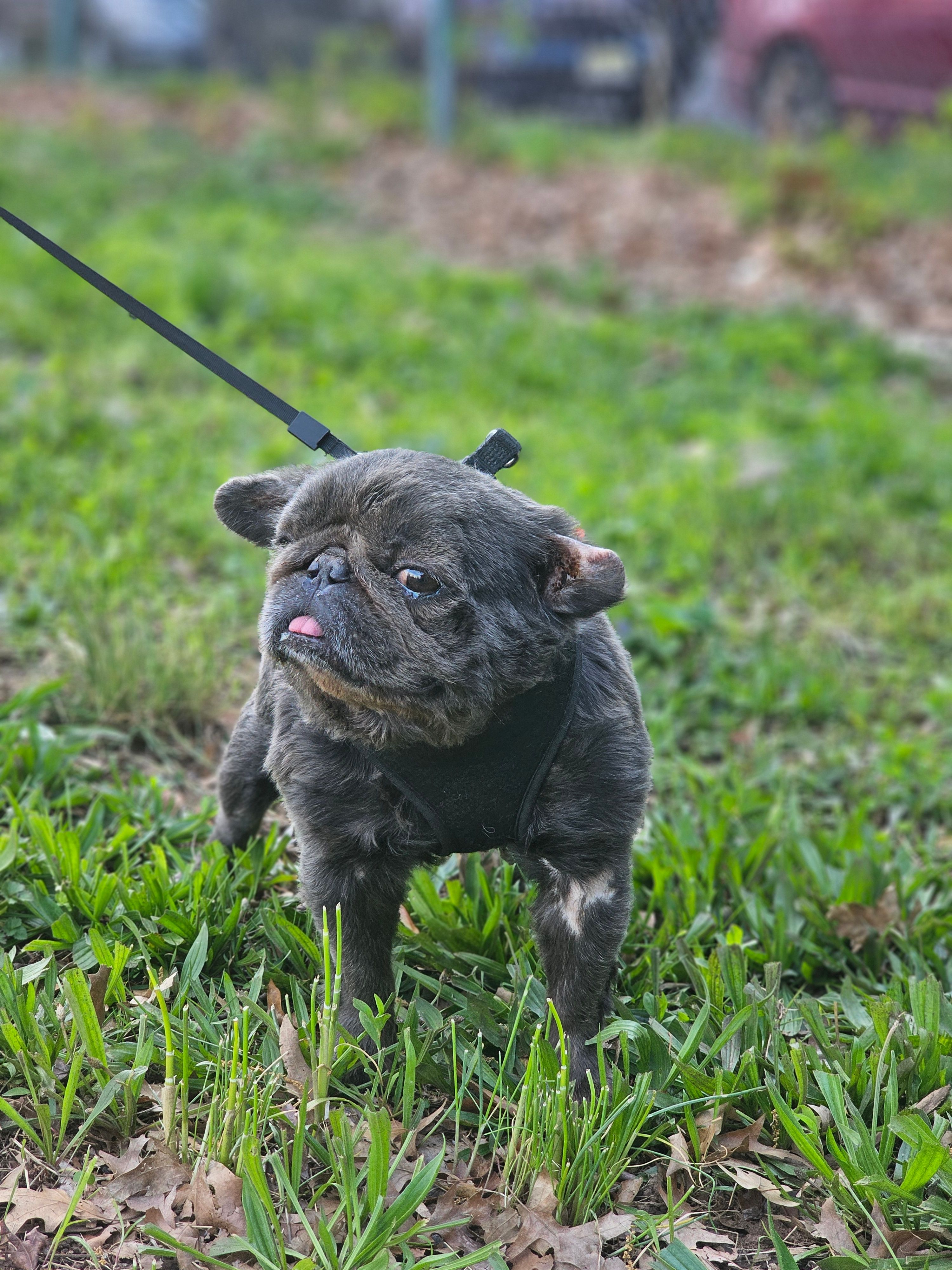 Chubs – French Bulldog puppy for sale in Newark, NJ
