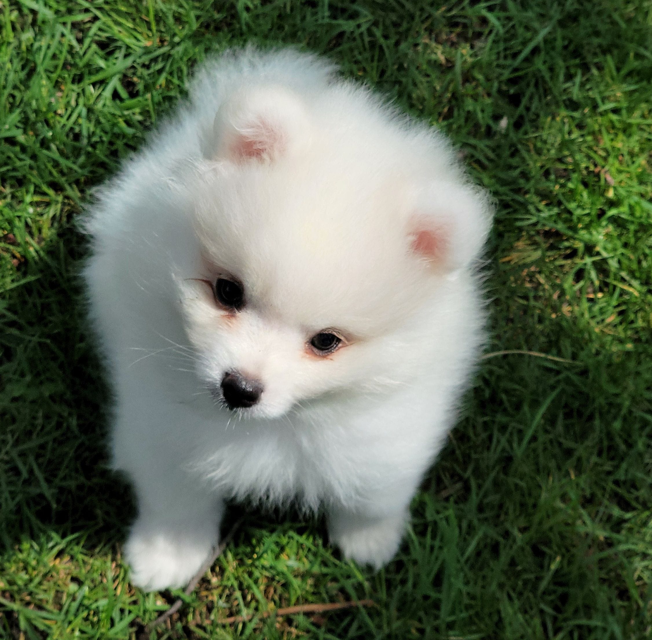 Green boy UKC – American Eskimo puppy for sale in Ashley, IN