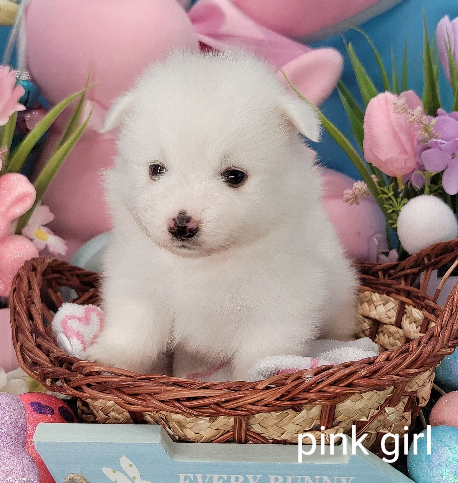 Pink UKC – American Eskimo puppy for sale in Ashley, IN
