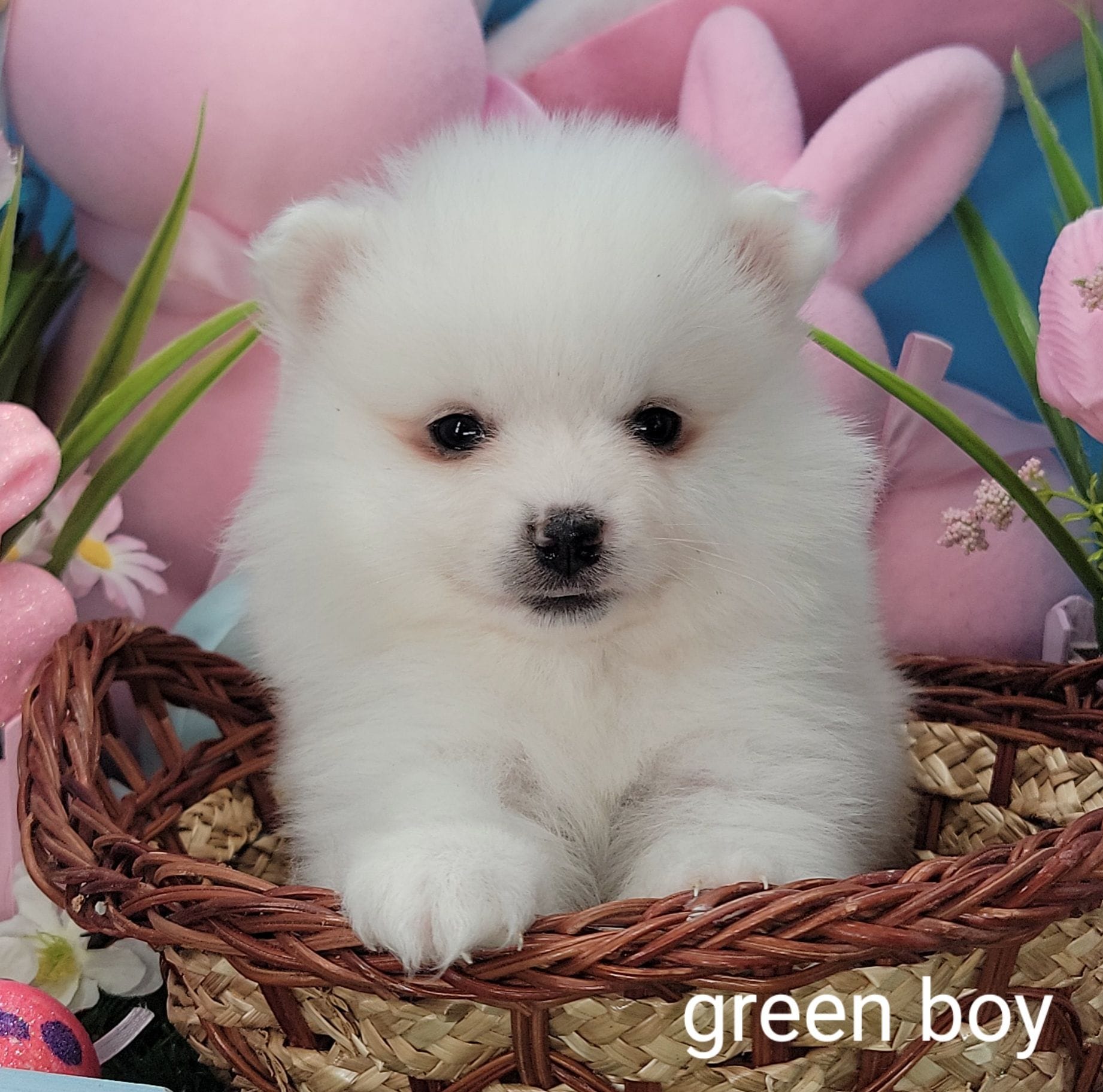 Green boy UKC – American Eskimo puppy for sale in Ashley, IN