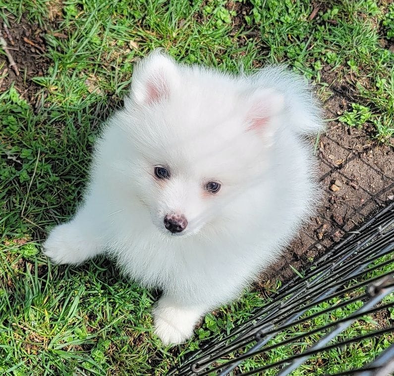 Yellow girl UKC – American Eskimo puppy for sale in Ashley, IN