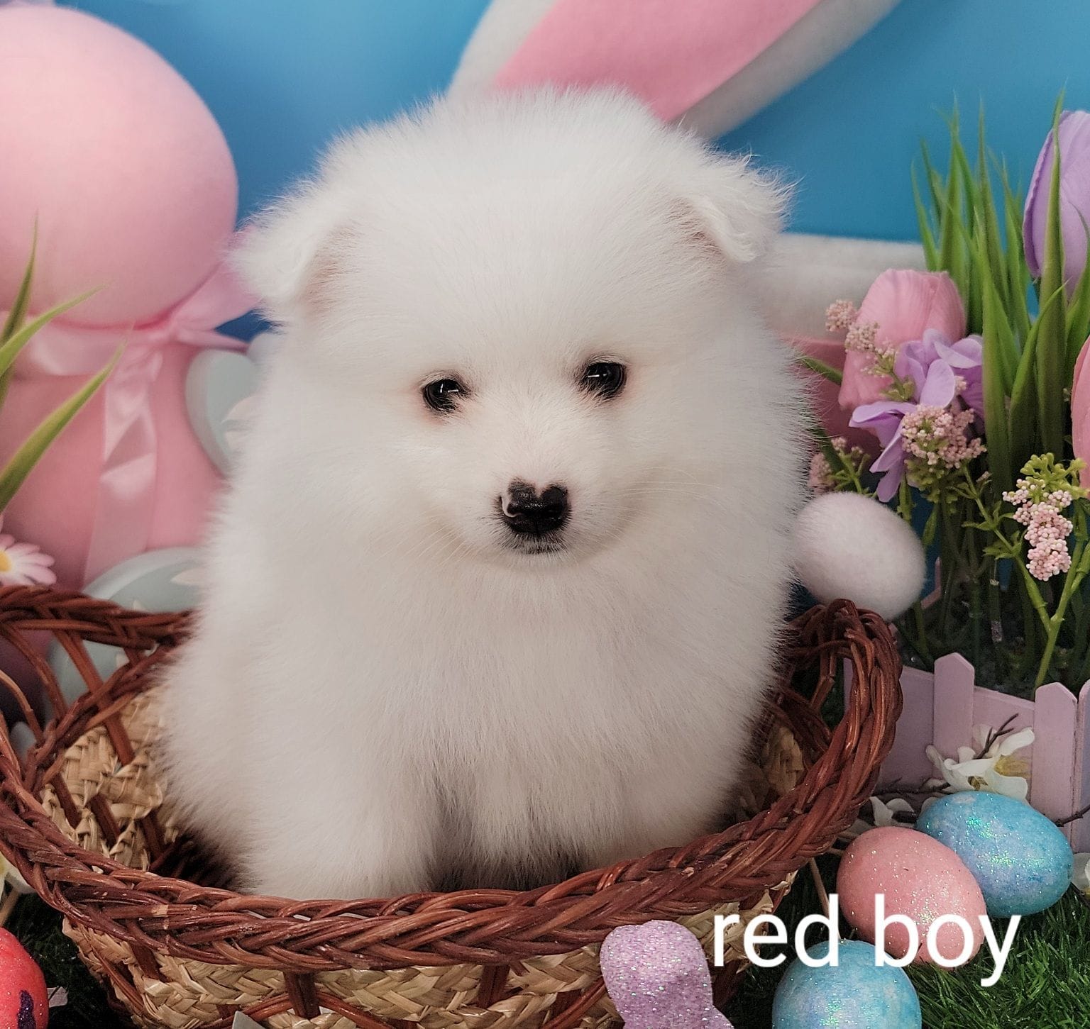 red Boy UKC – American Eskimo puppy for sale in Ashley, IN