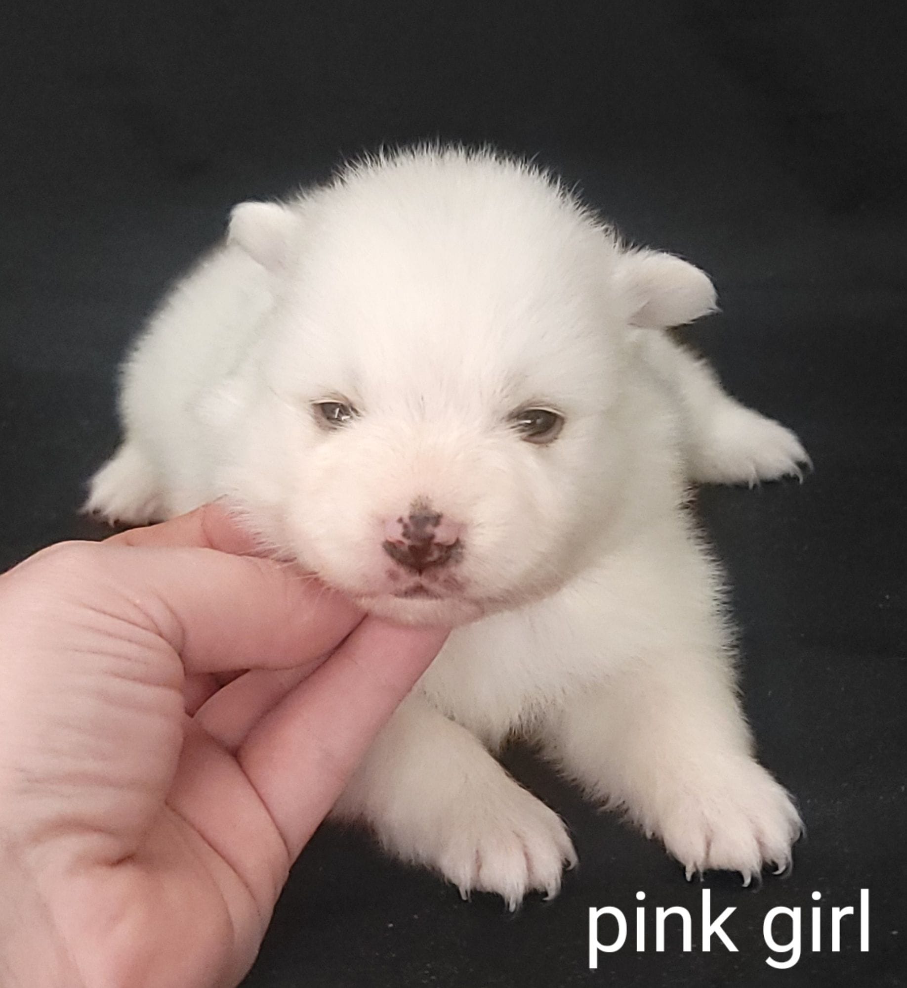Pink UKC – American Eskimo puppy for sale in Ashley, IN