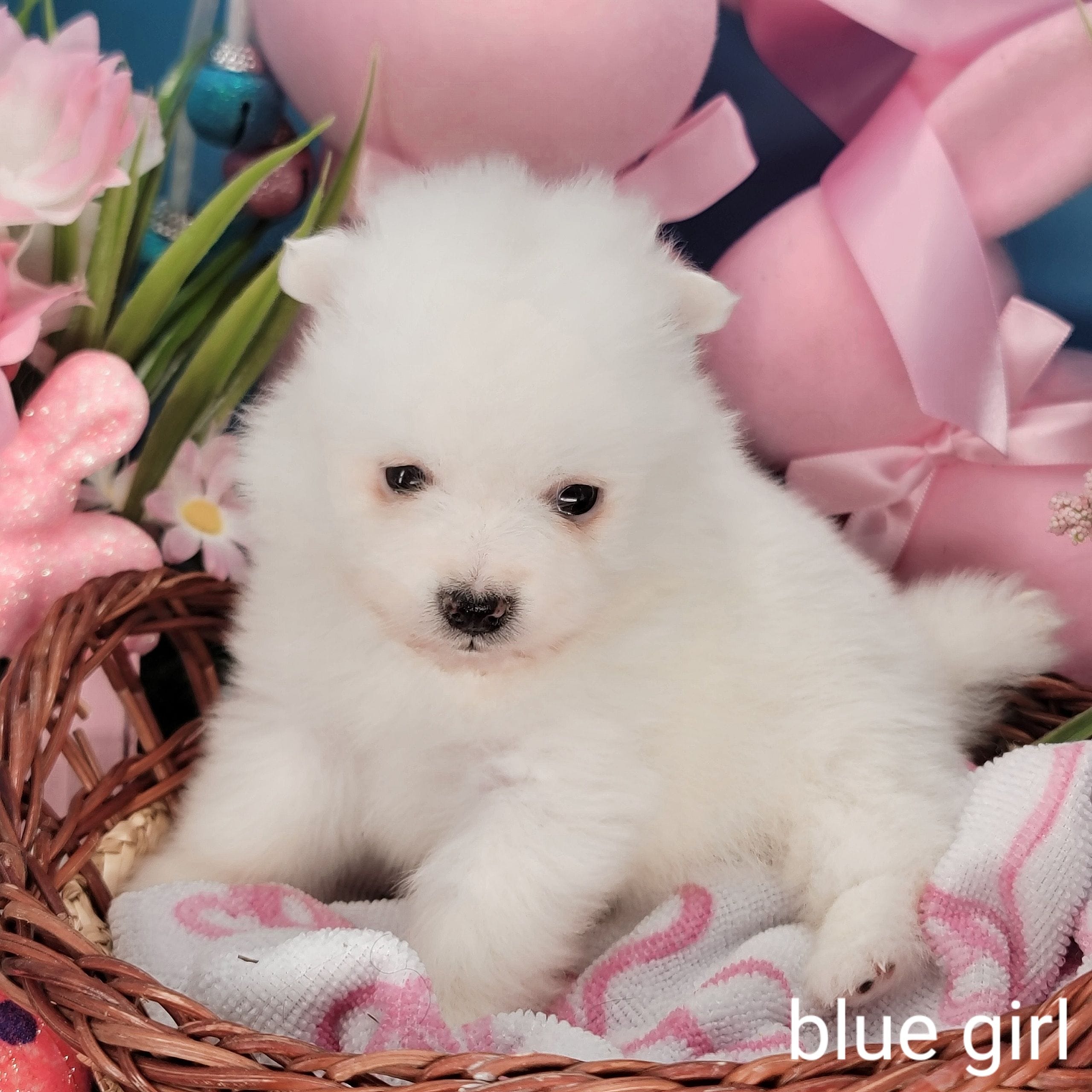 blue girl UKC – American Eskimo puppy for sale in Ashley, IN