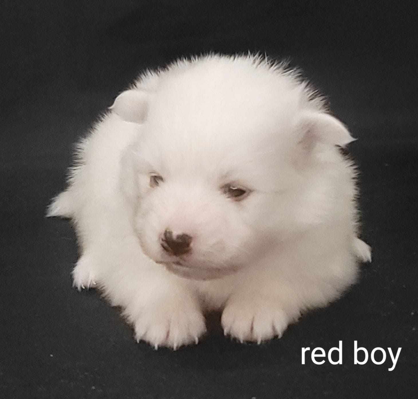red Boy UKC – American Eskimo puppy for sale in Ashley, IN