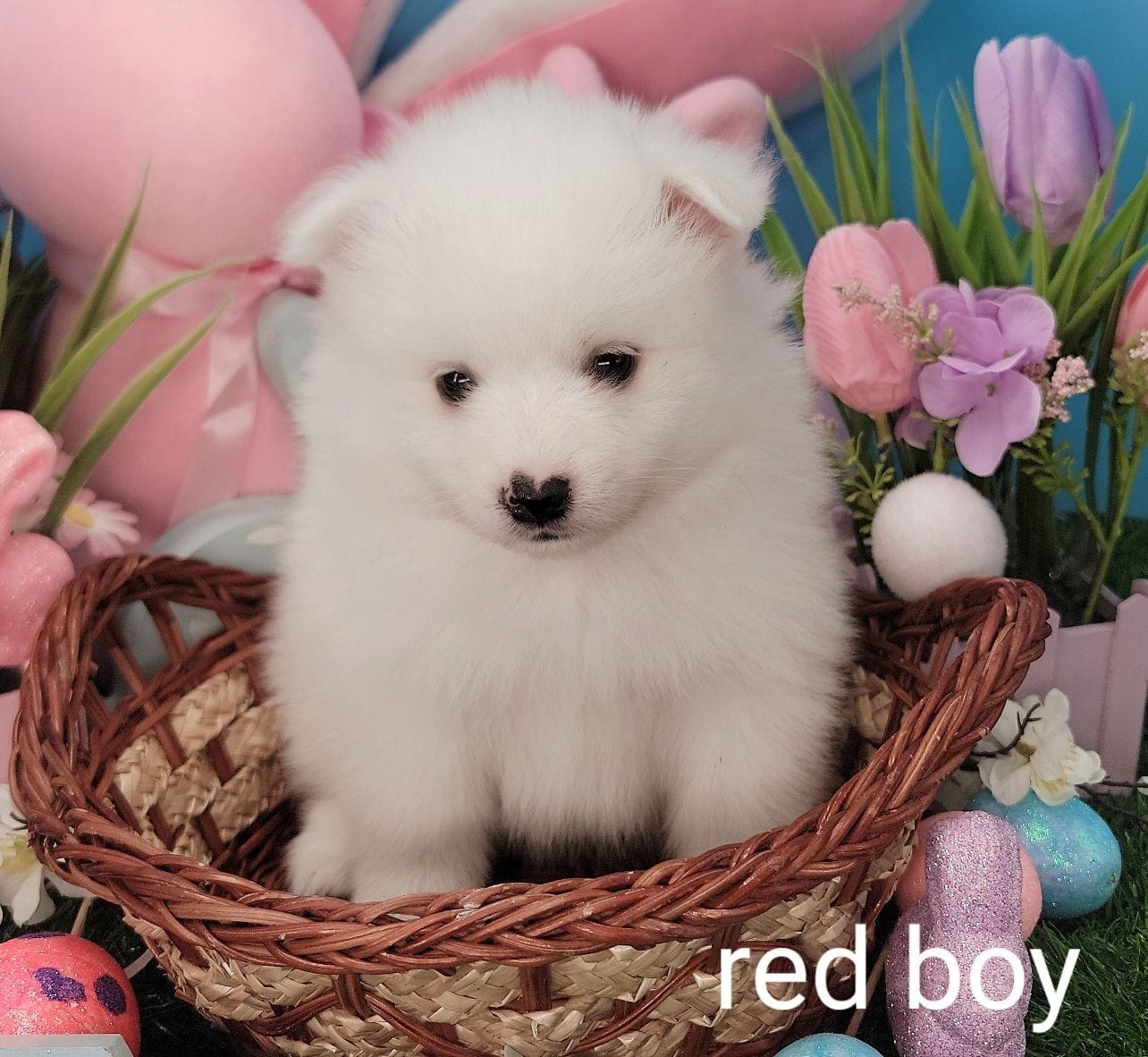 red Boy UKC – American Eskimo puppy for sale in Ashley, IN
